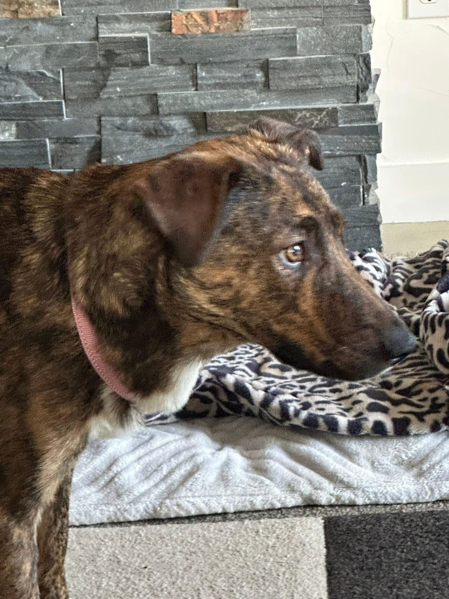 Enlarge Abby, a Adopted Mountain Cur in New London, WI image 2/3