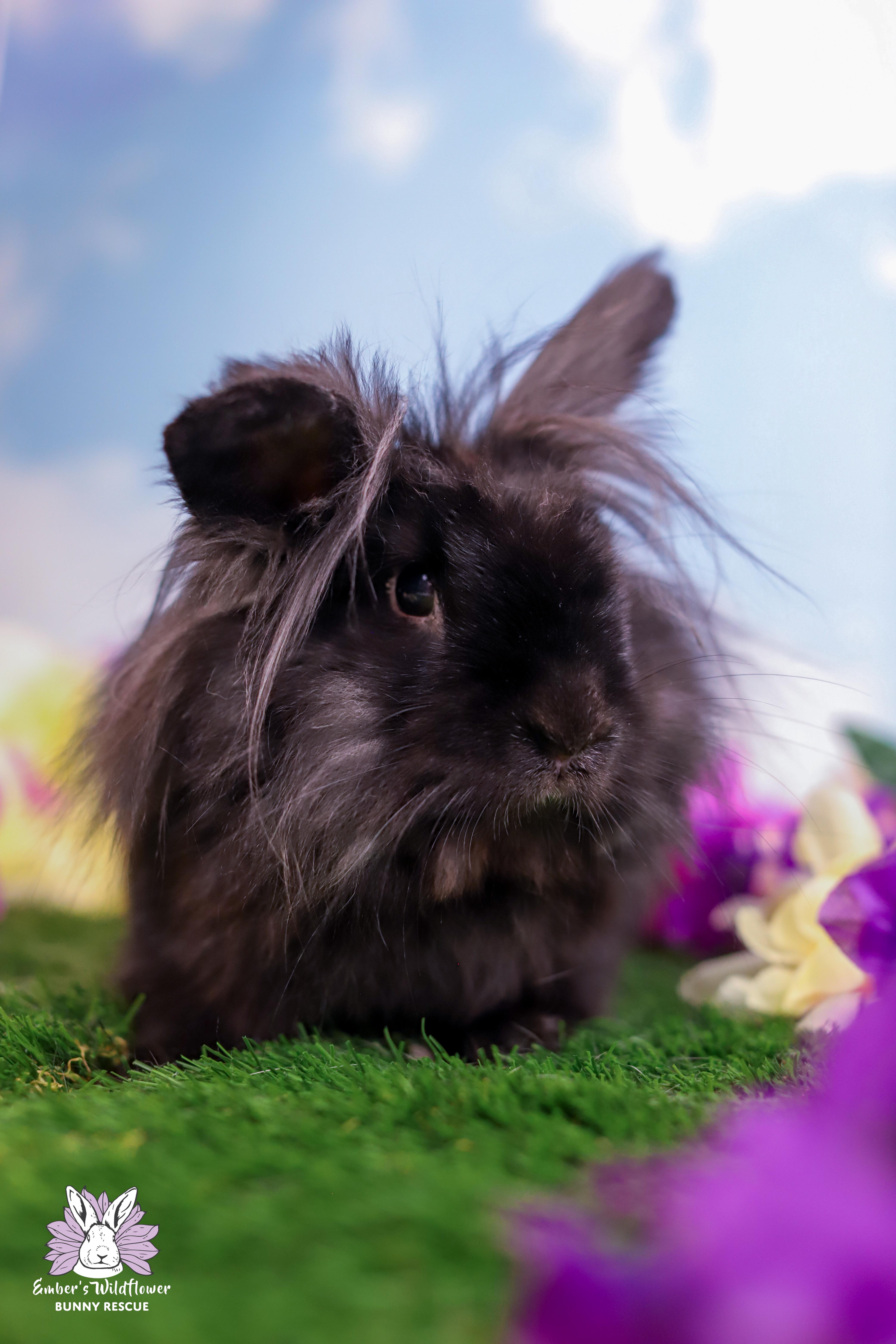 Enlarge Percy, a Adoptable mixed breed in Redmond, OR image 2/2