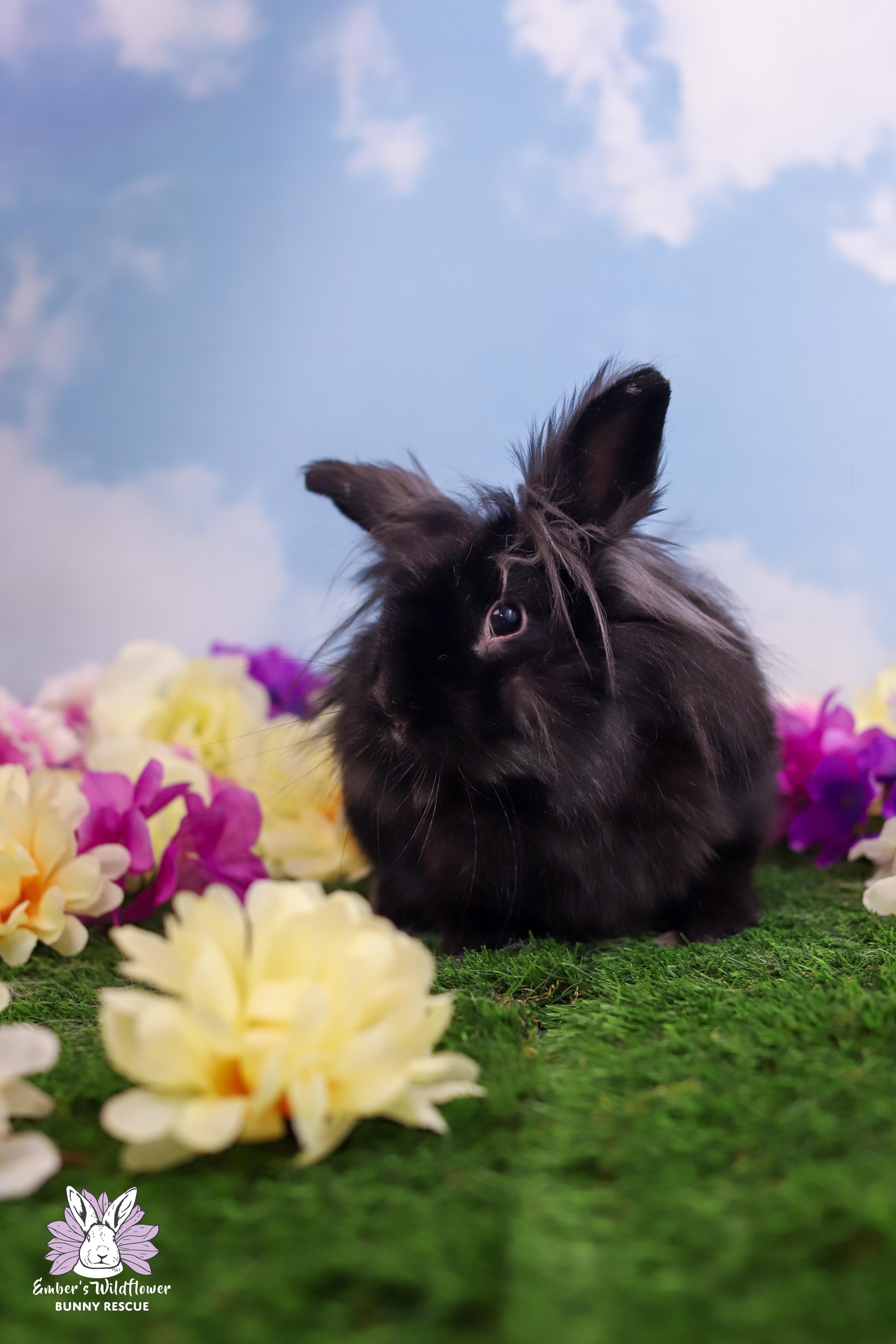 Percy, Adoptable, Young Male Lionhead & Lop Eared.