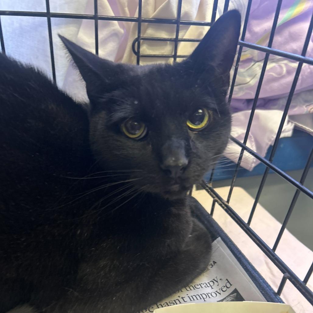 Enlarge Banxi, a Adoptable Domestic Short Hair in Oak Hill, WV image 1/1