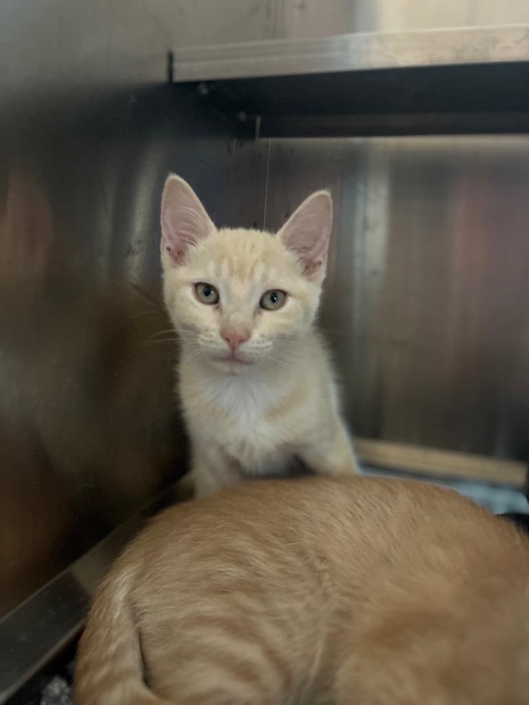 Gemma — thumbnail 2