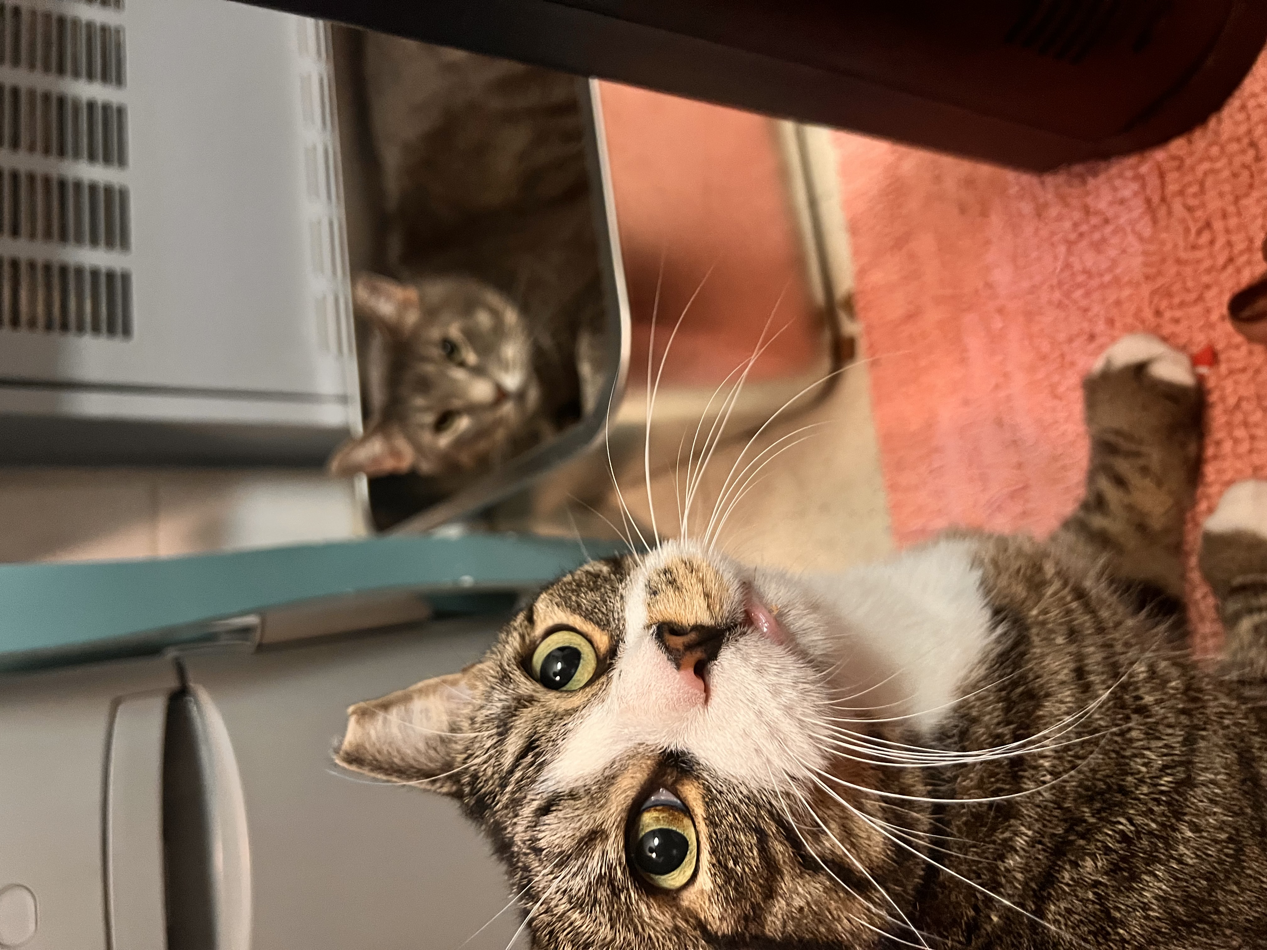 Enlarge Slim Jim Harpo, a Adopted Domestic Short Hair in Brooklyn, NY image 3/5