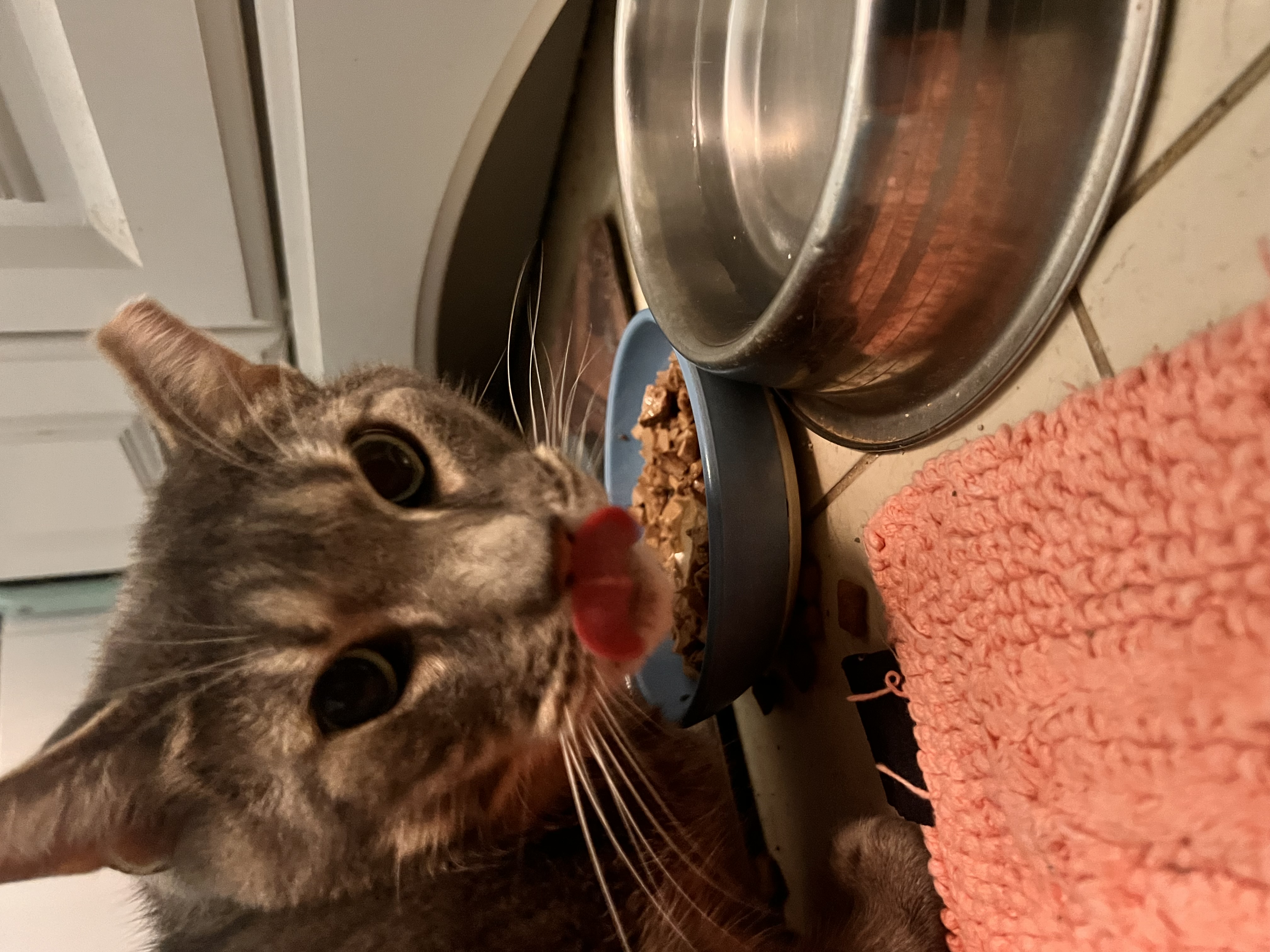 Slim Jim Harpo, Adopted, Adult Male Domestic Short Hair.