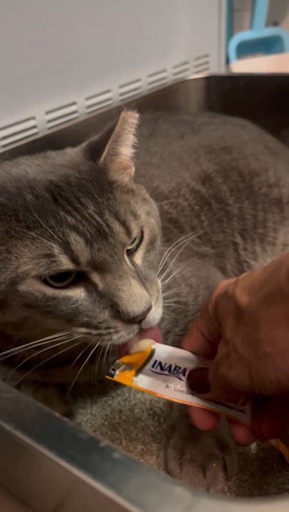 Enlarge Slim Jim Harpo, a Adopted Domestic Short Hair in Brooklyn, NY video 2/5