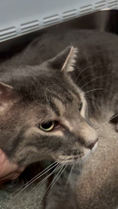 Enlarge Slim Jim Harpo, a Adopted Domestic Short Hair in Brooklyn, NY video 4/5
