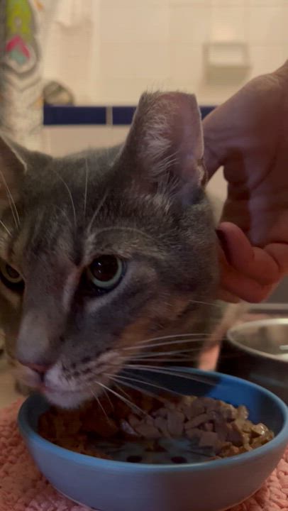 Enlarge Slim Jim Harpo, a Adopted Domestic Short Hair in Brooklyn, NY video 5/5