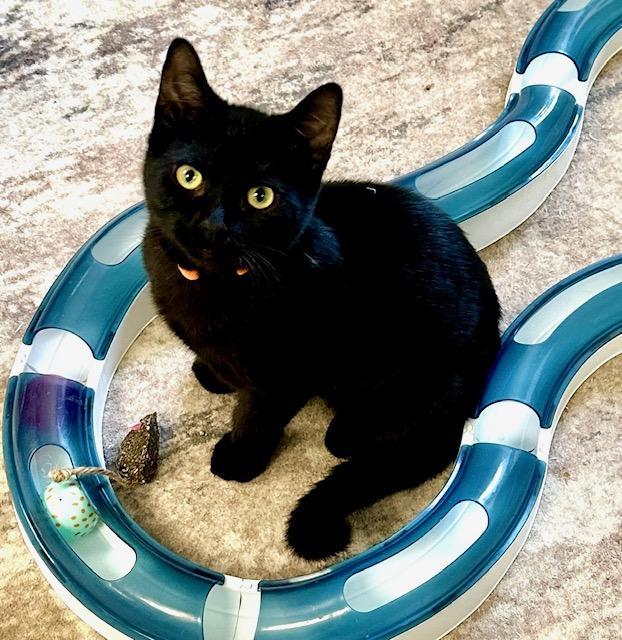 Ash, Adopted, Young Male Domestic Short Hair.