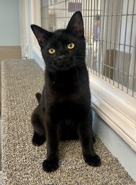 Enlarge Ash, a Adopted Domestic Short Hair in West Hills, CA image 2/3