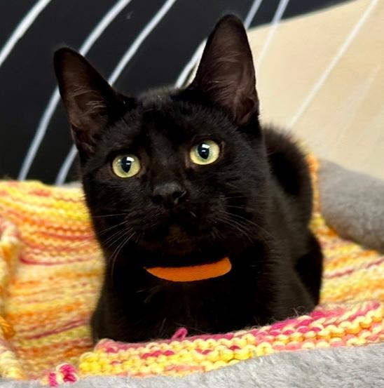 Enlarge Ash, a Adopted Domestic Short Hair in West Hills, CA image 3/3