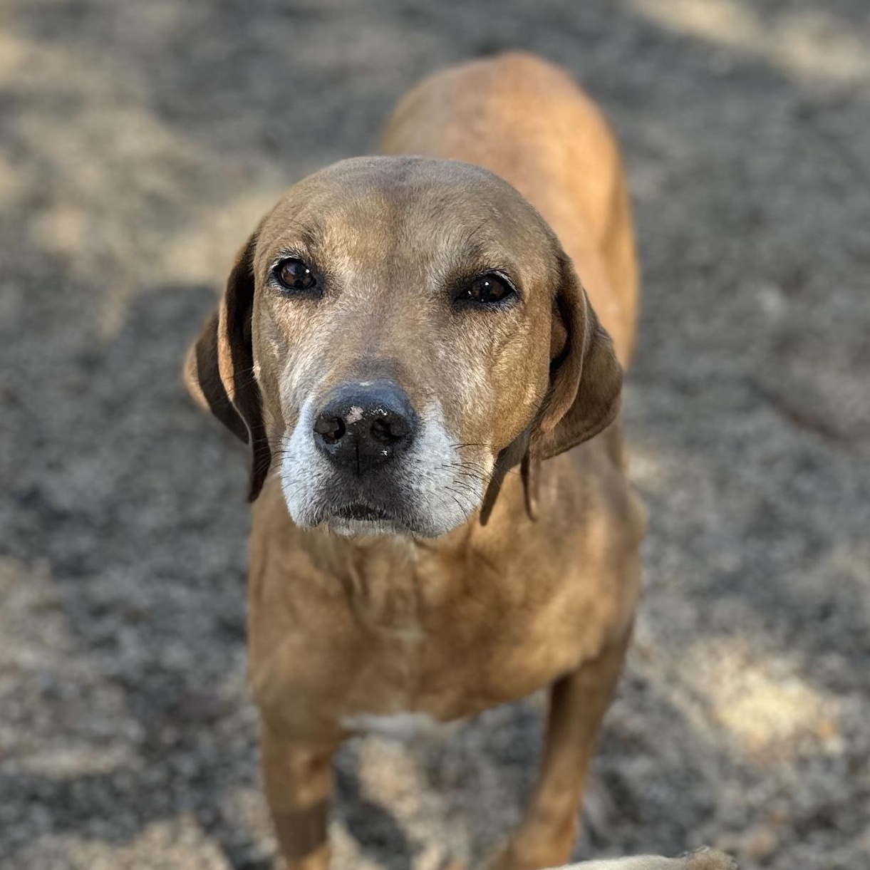 Angel — thumbnail 3