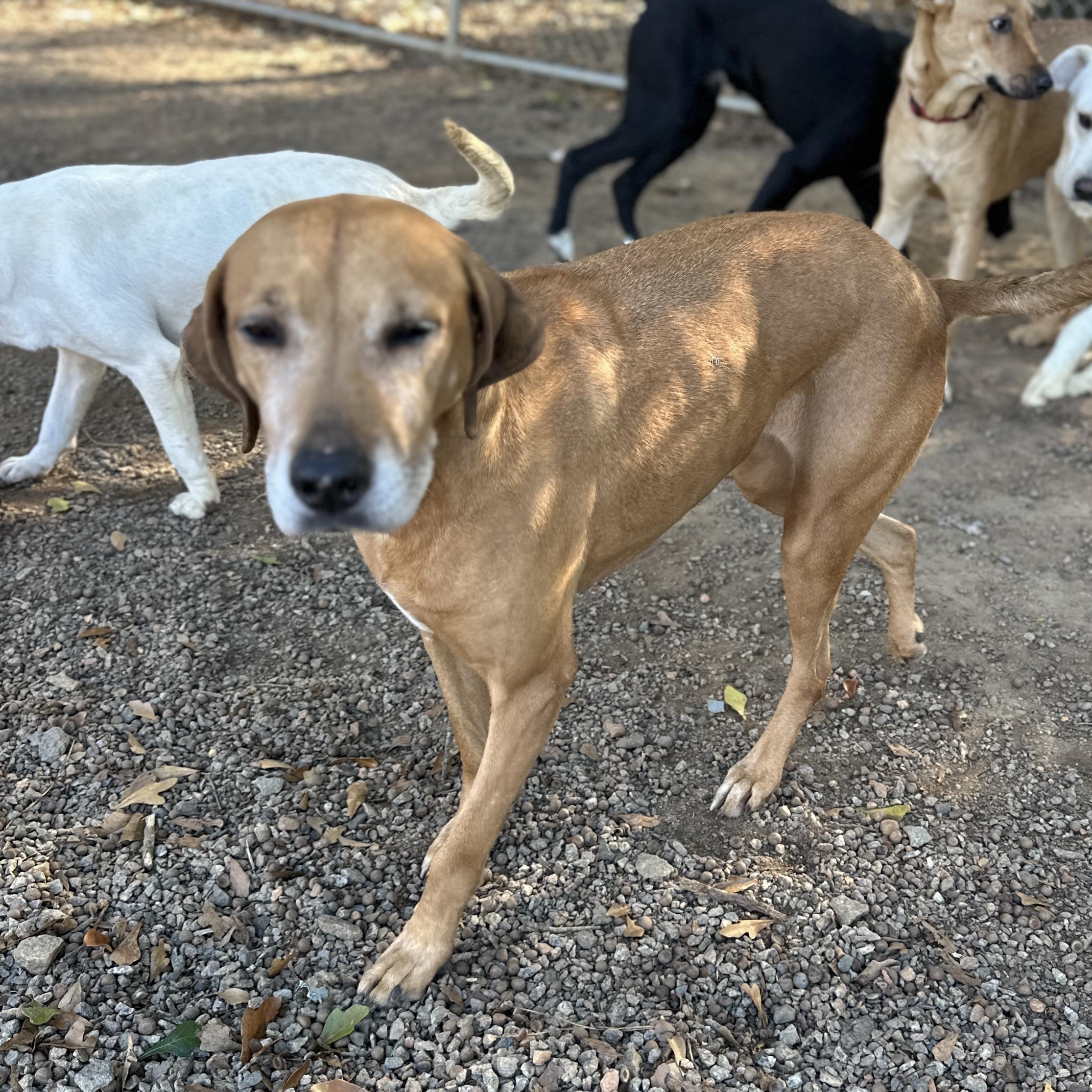 Angel — thumbnail 6