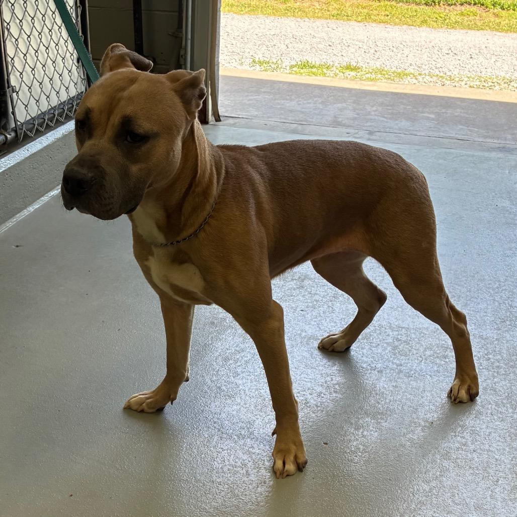 Cricket, a Adoptable mixed breed in Morganfield, KY image 1/6