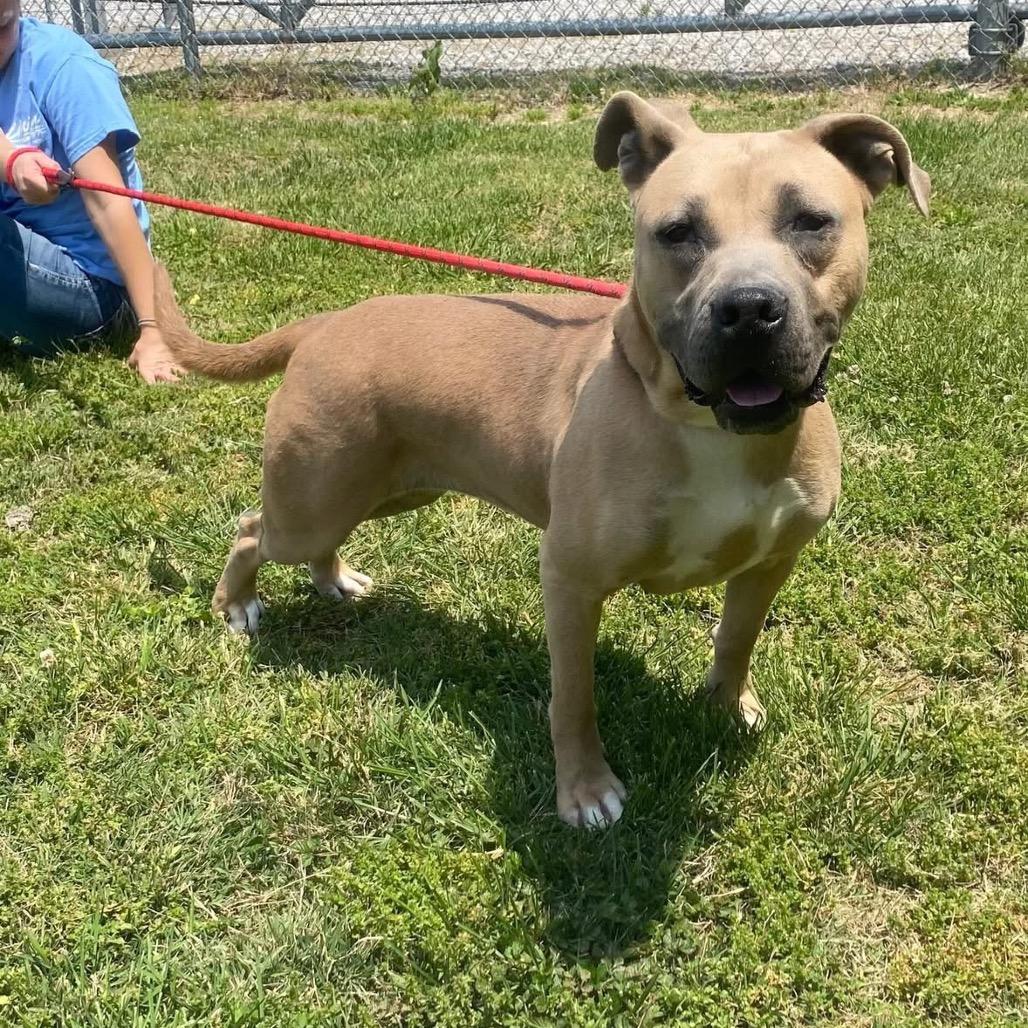 Cricket, a Adoptable mixed breed in Morganfield, KY image 2/6