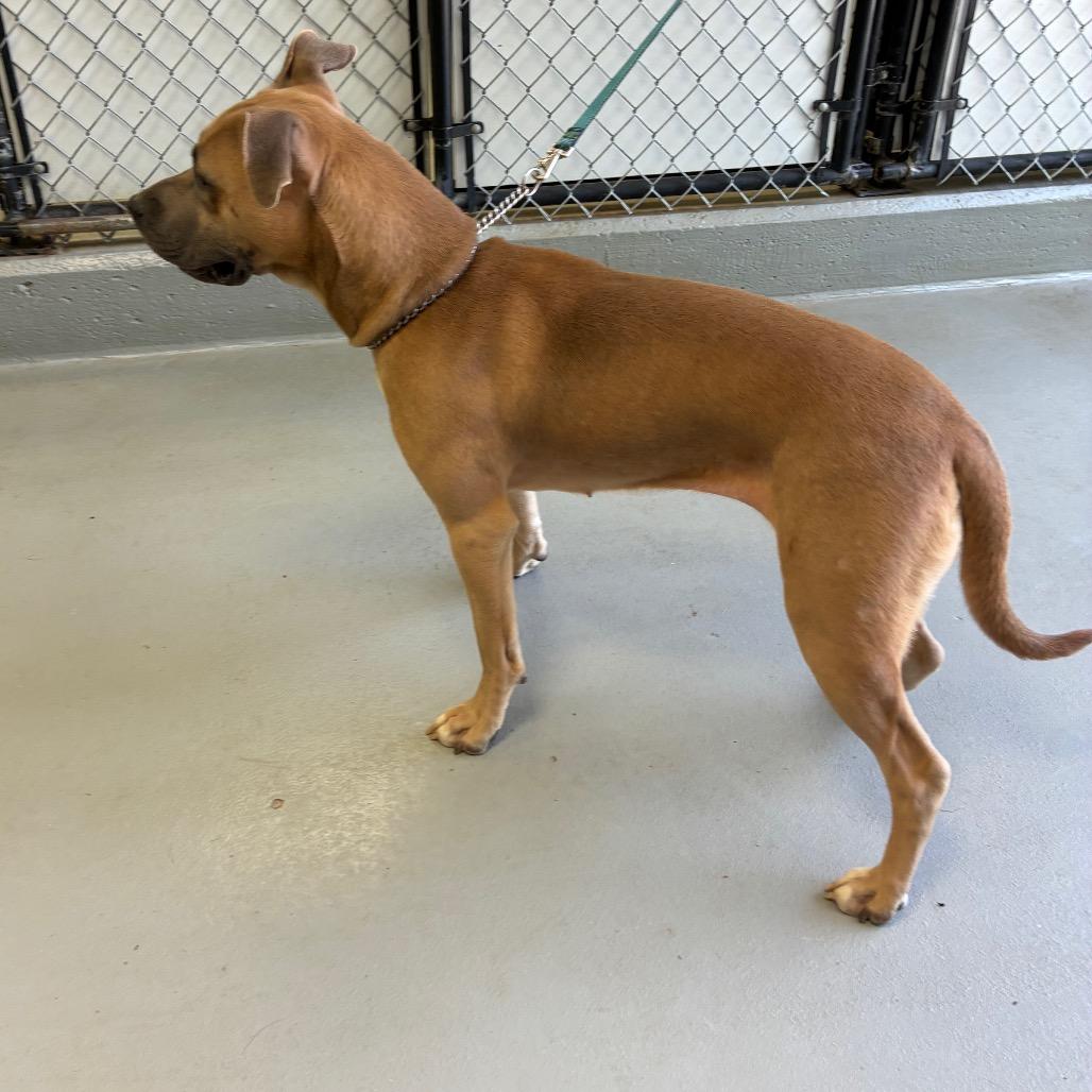 Cricket, a Adoptable mixed breed in Morganfield, KY image 3/6
