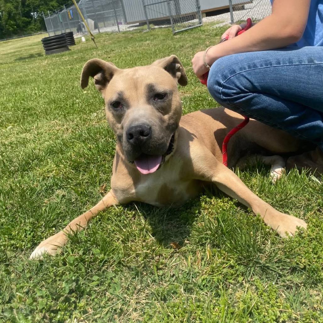 Cricket, a Adoptable mixed breed in Morganfield, KY image 4/6
