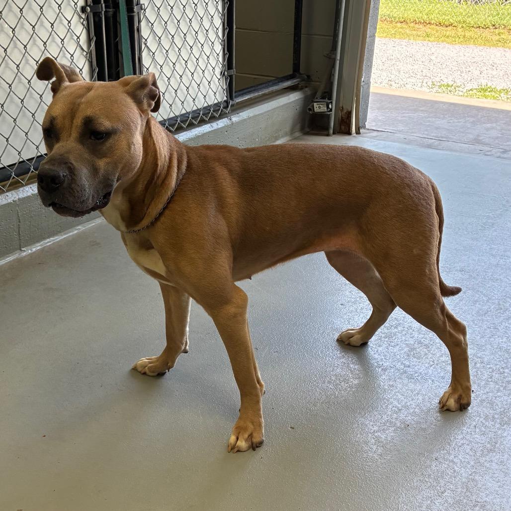 Cricket, a Adoptable mixed breed in Morganfield, KY image 5/6