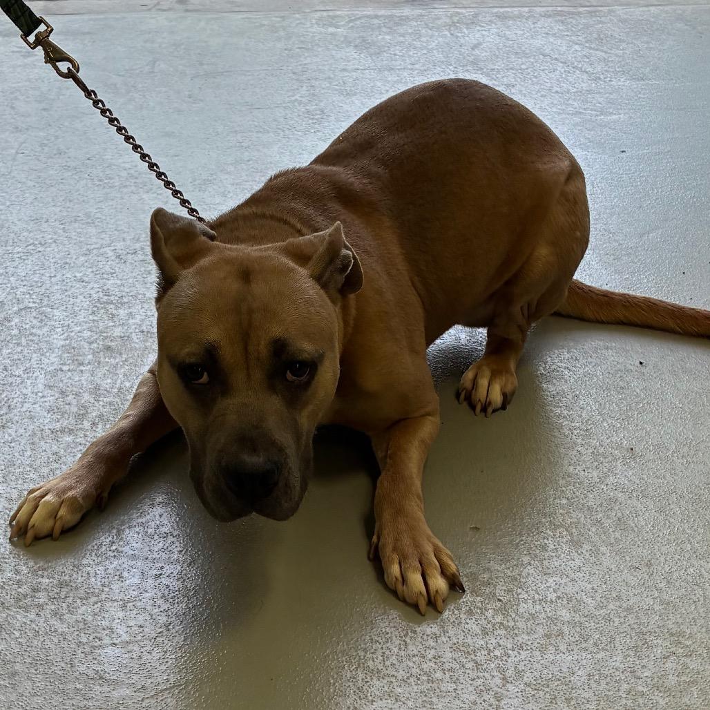 Cricket, a Adoptable mixed breed in Morganfield, KY image 6/6