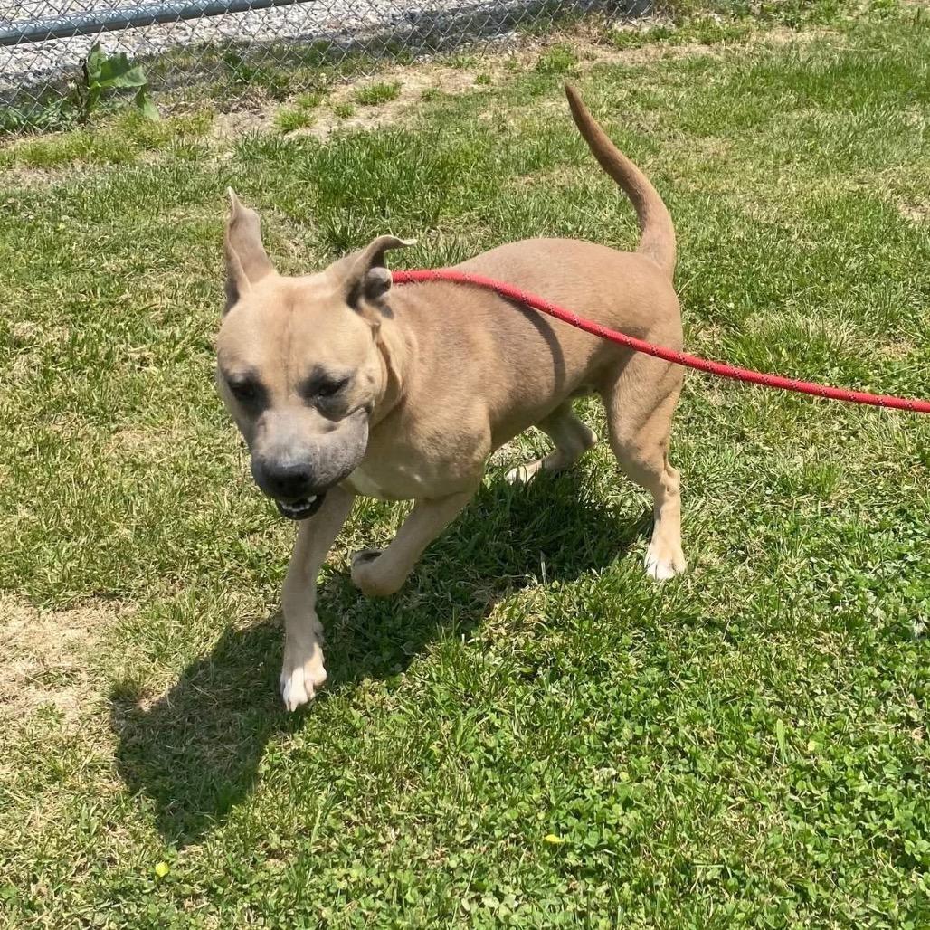 Enlarge Cricket, a Adoptable mixed breed in Morganfield, KY image 3/4