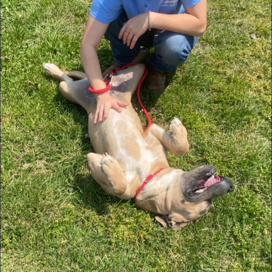 Enlarge Cricket, a Adoptable mixed breed in Morganfield, KY image 4/4