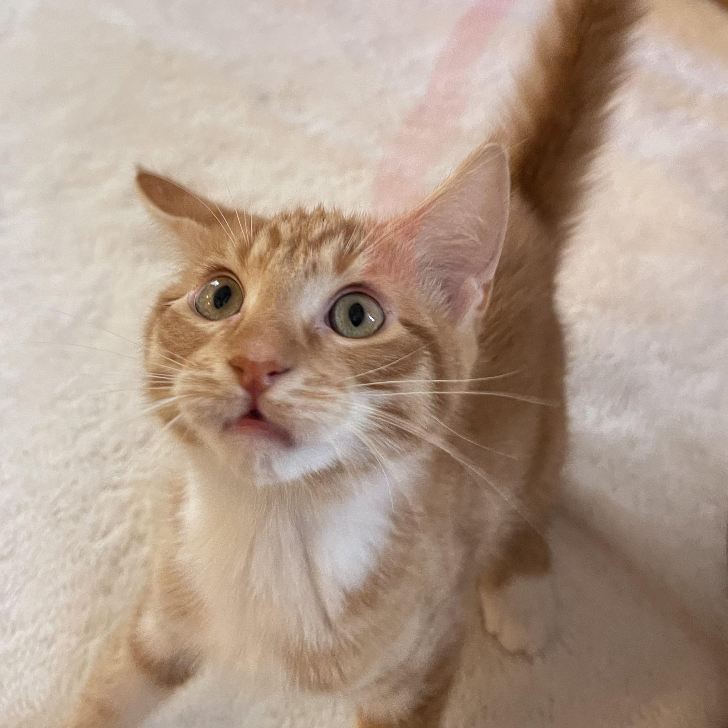 Inferno, Adoptable, Kitten Male Domestic Short Hair & Tabby.