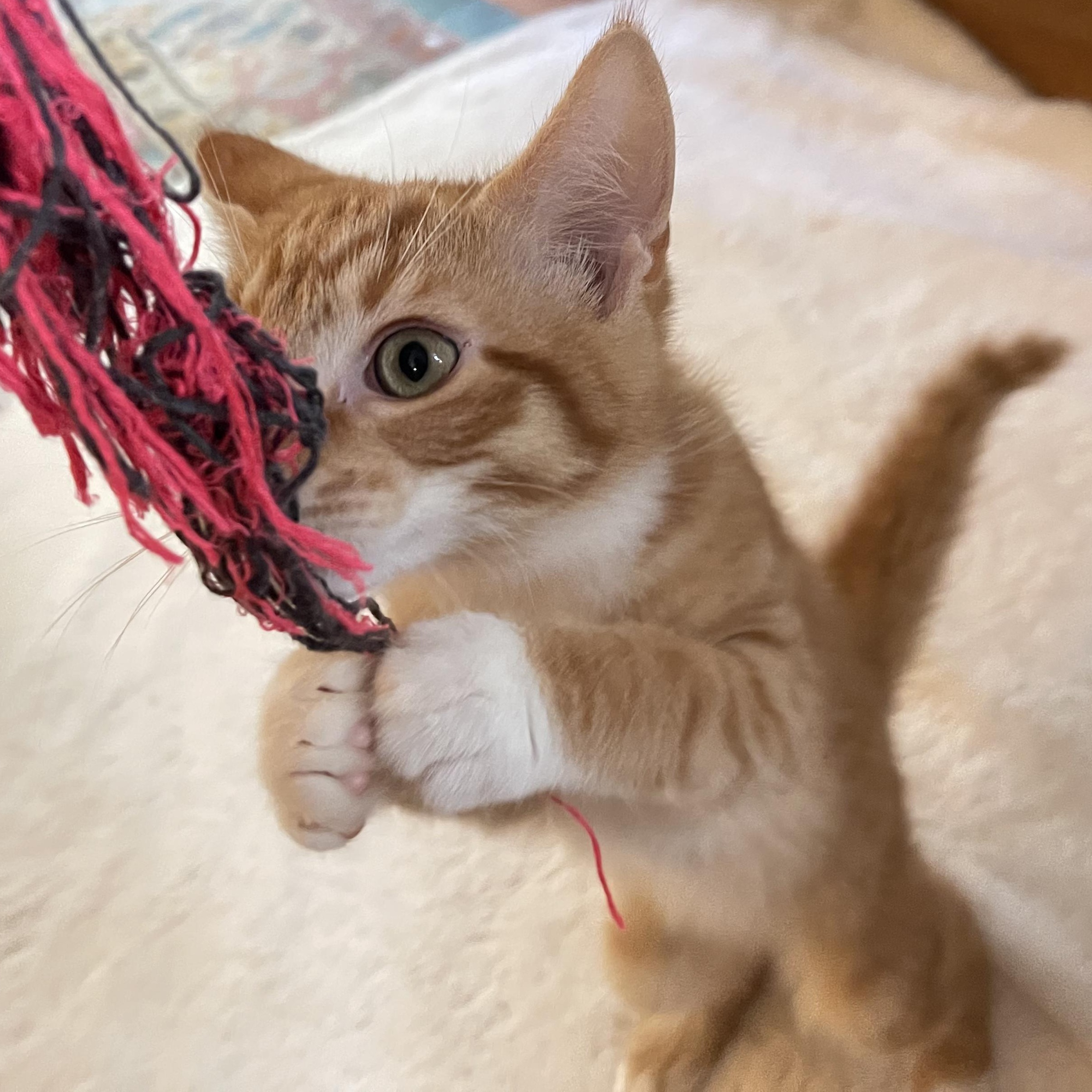 Inferno, a Adoptable mixed breed in Scranton, PA image 3/6