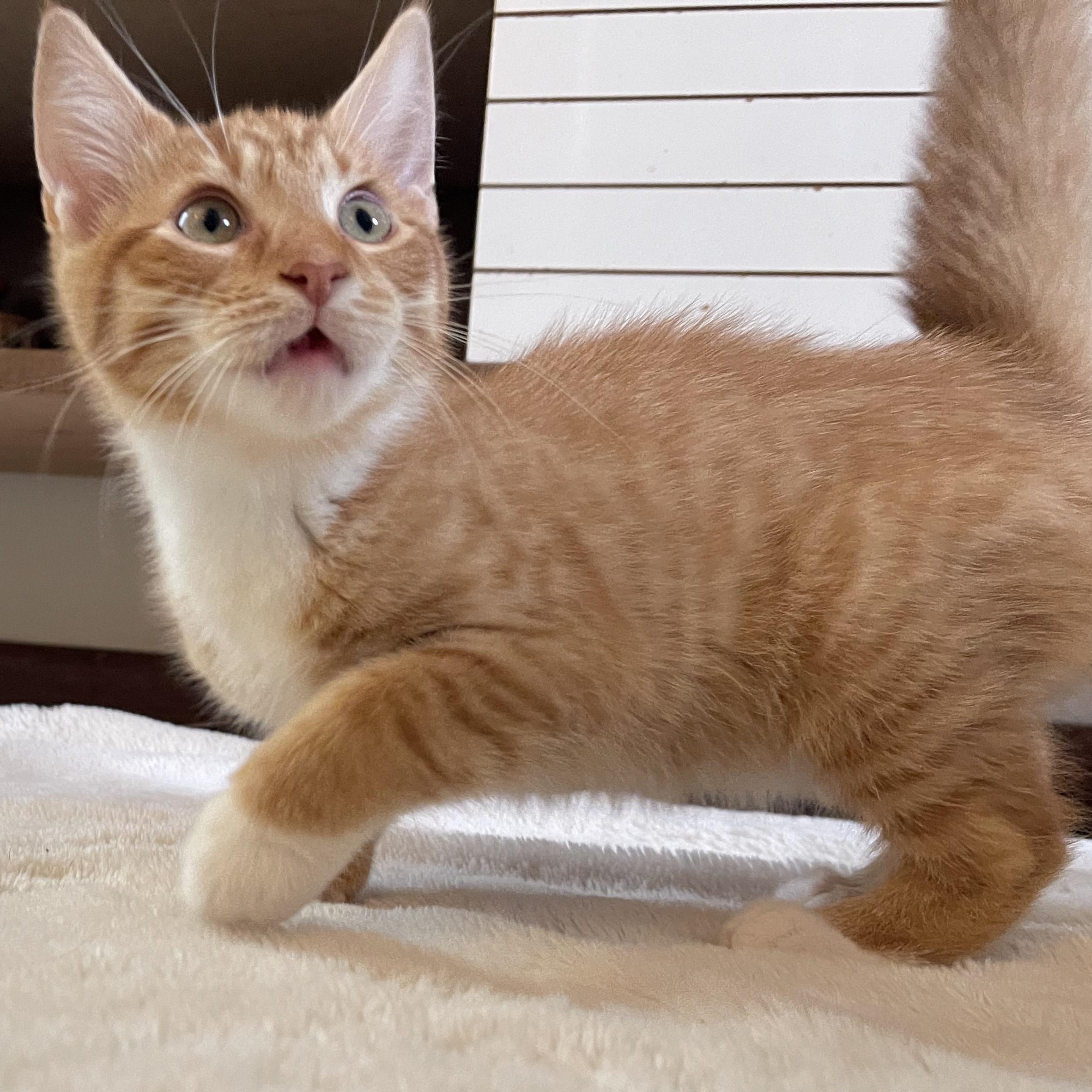 Inferno, a Adoptable mixed breed in Scranton, PA image 2/6