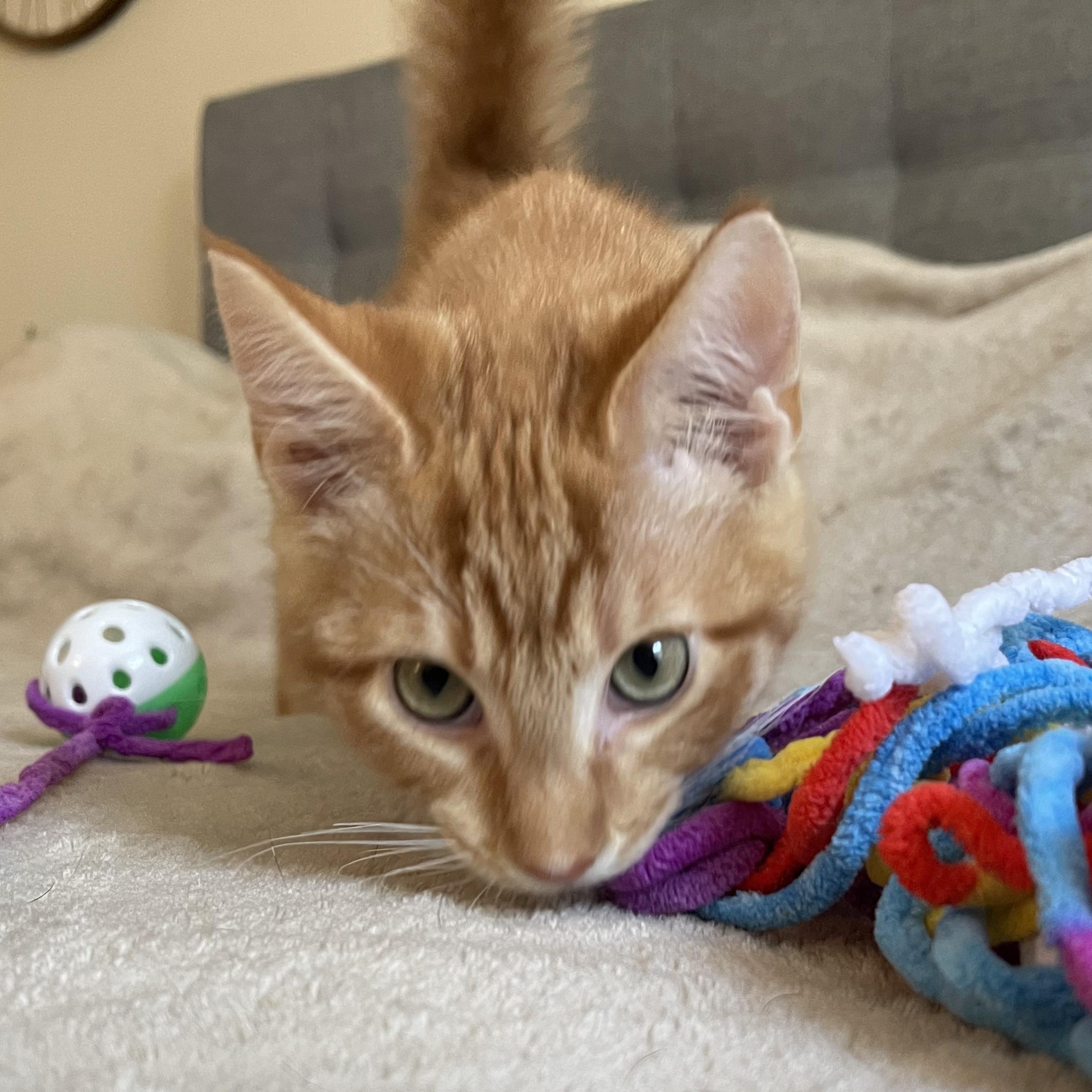 Inferno, a Adoptable mixed breed in Scranton, PA image 4/6