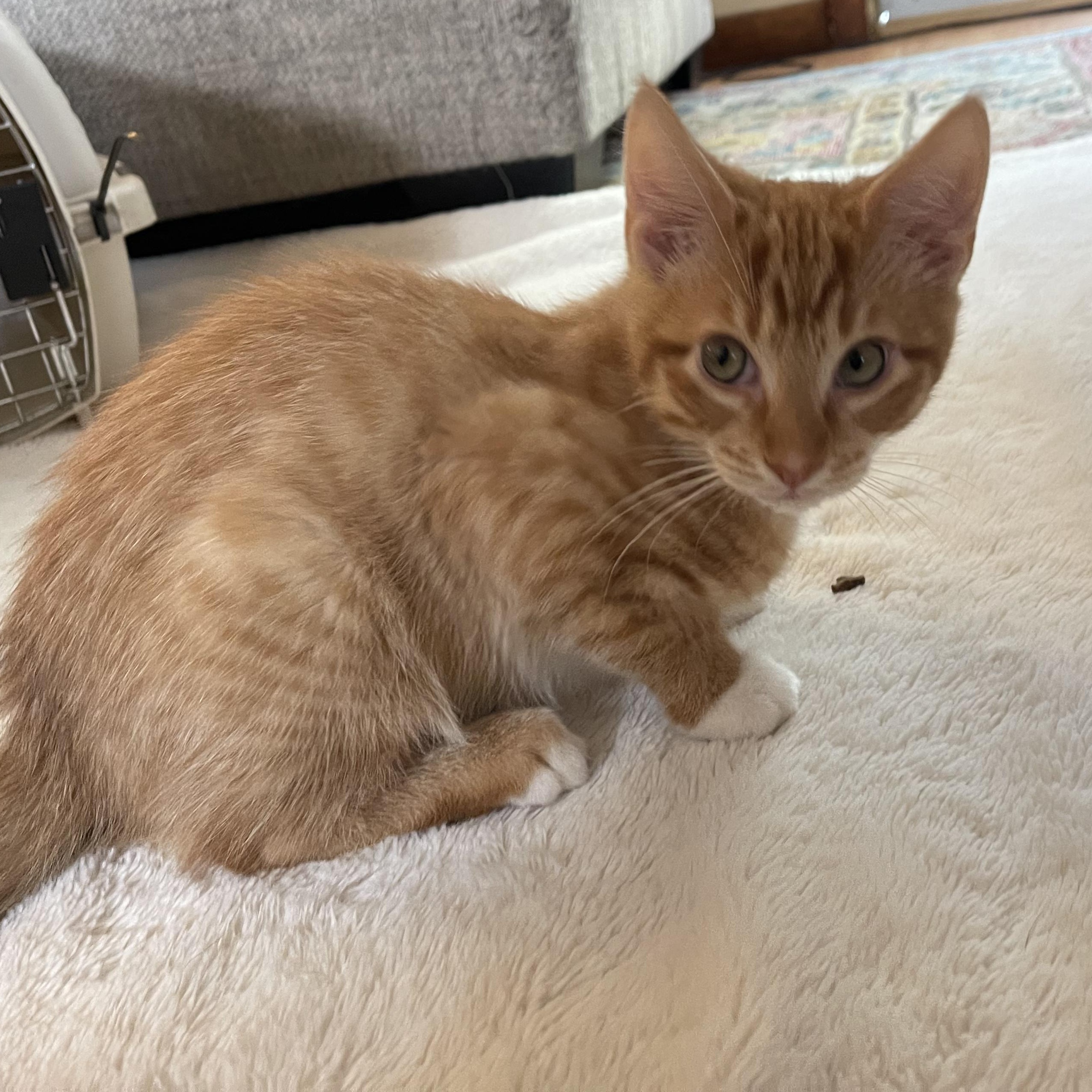 Inferno, a Adoptable mixed breed in Scranton, PA image 5/6