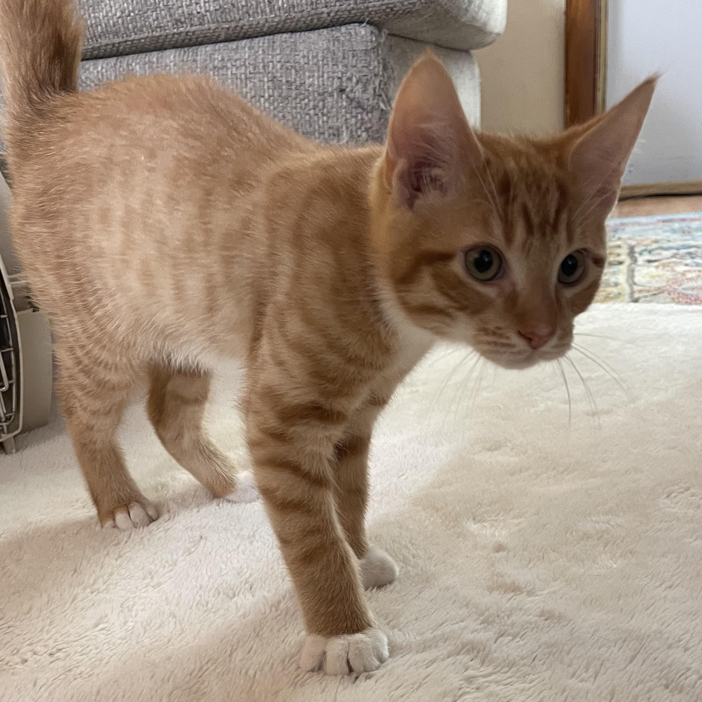 Inferno, a Adoptable mixed breed in Scranton, PA image 6/6