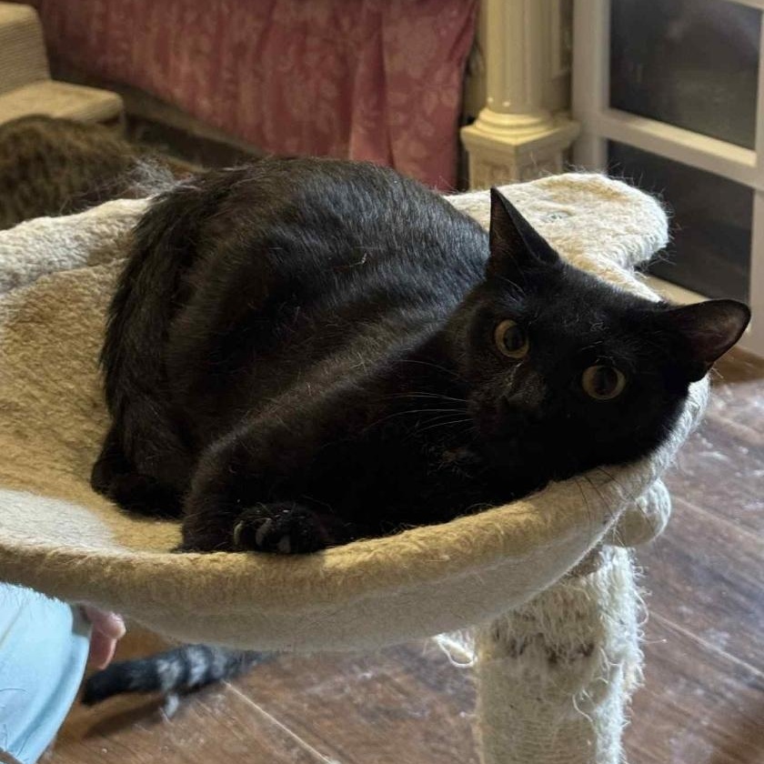 Mama, adoptable, Young Female Domestic Short Hair.