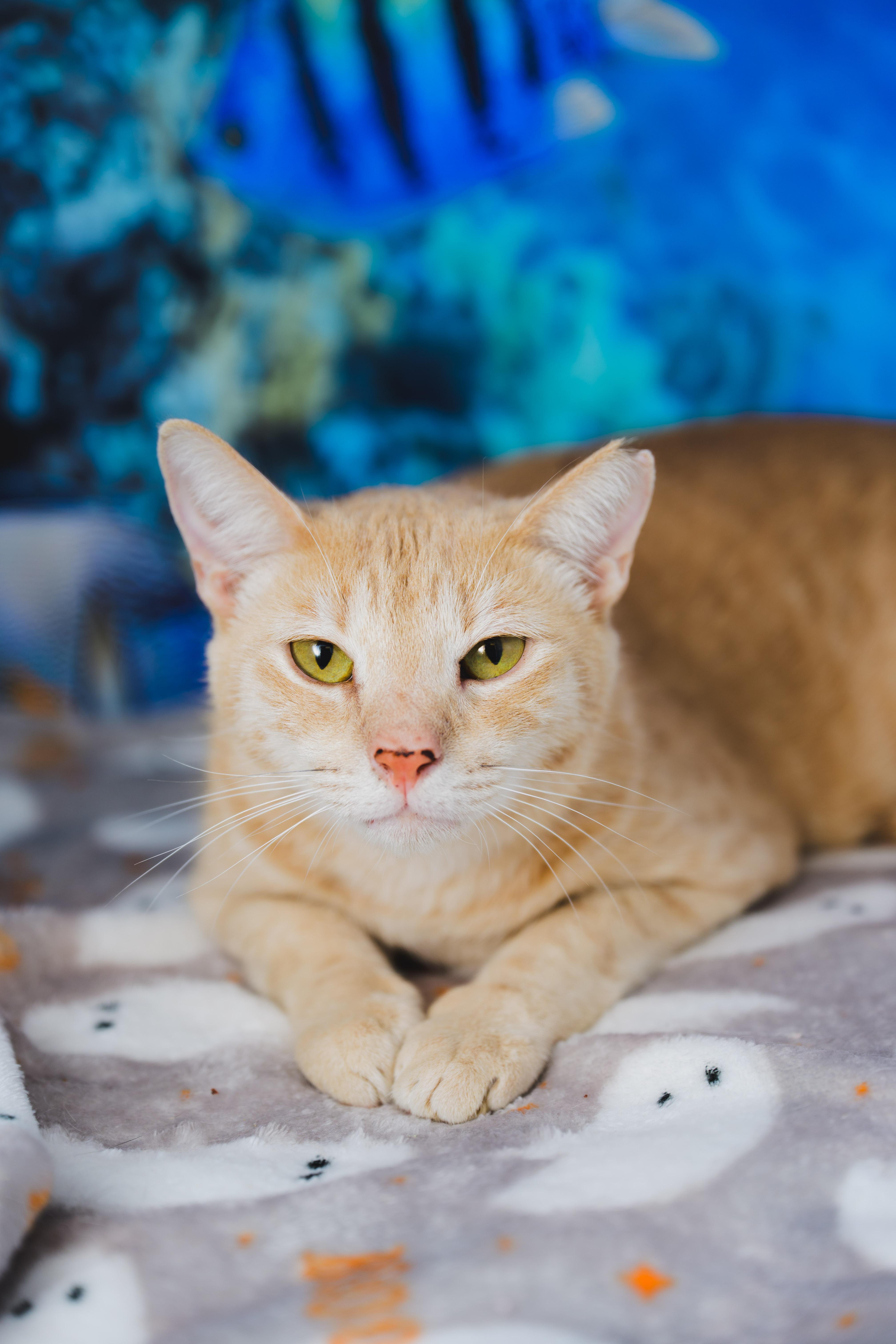 Enlarge Cream Puff, a Adoptable Domestic Short Hair in Honolulu, HI image 1/6