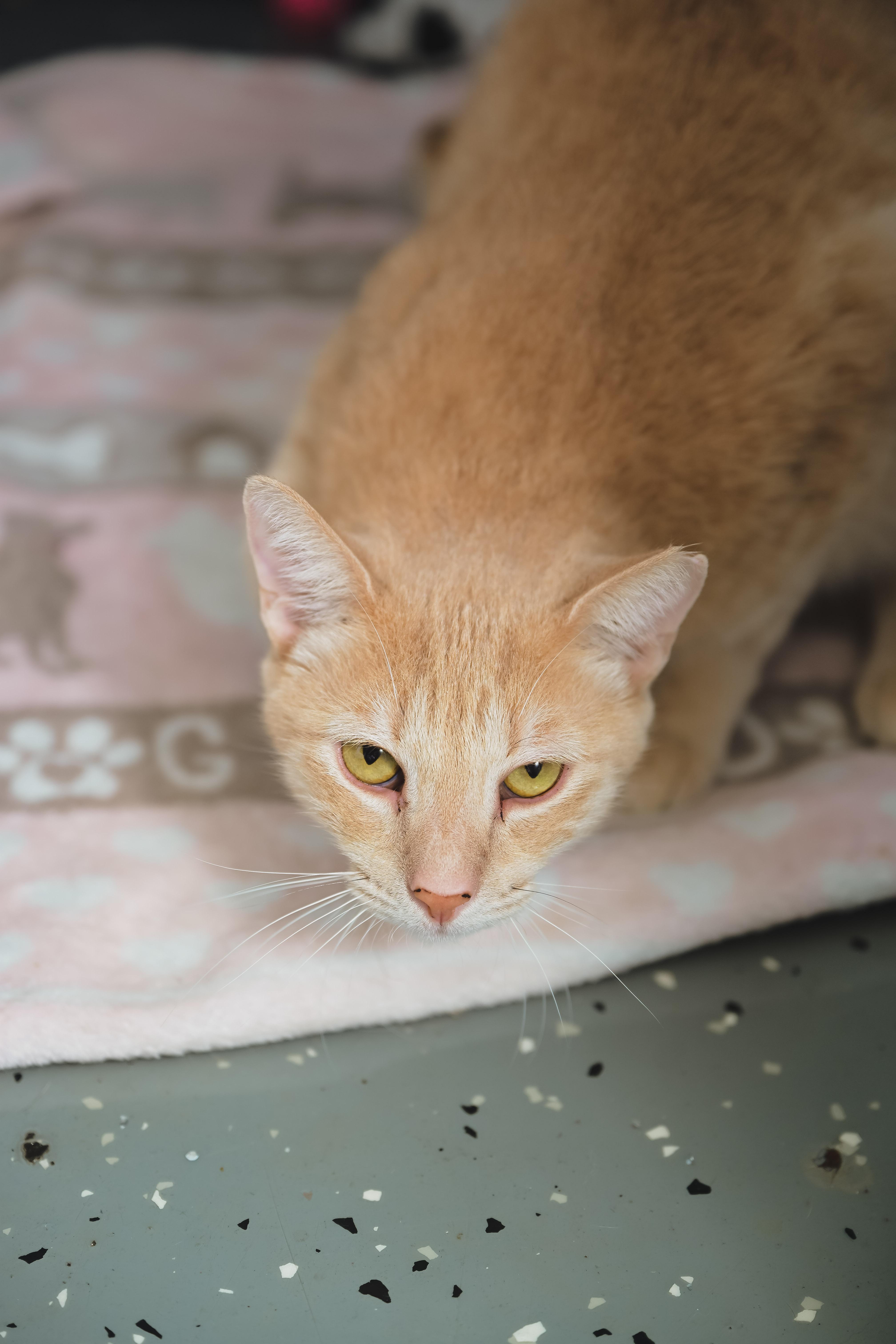 Enlarge Cream Puff, a Adoptable Domestic Short Hair in Honolulu, HI image 2/6