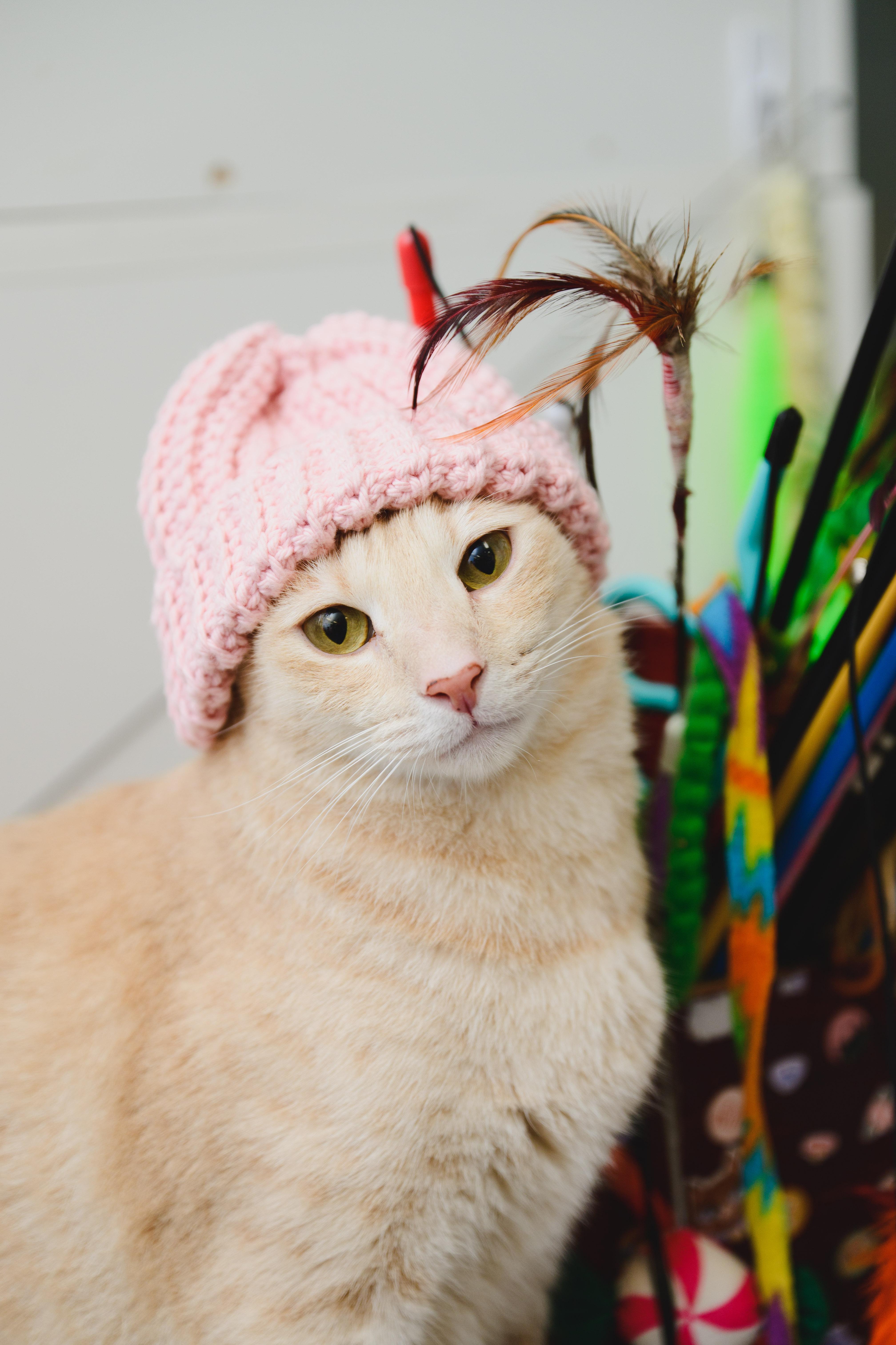 Enlarge Cream Puff, a Adoptable Domestic Short Hair in Honolulu, HI image 3/6