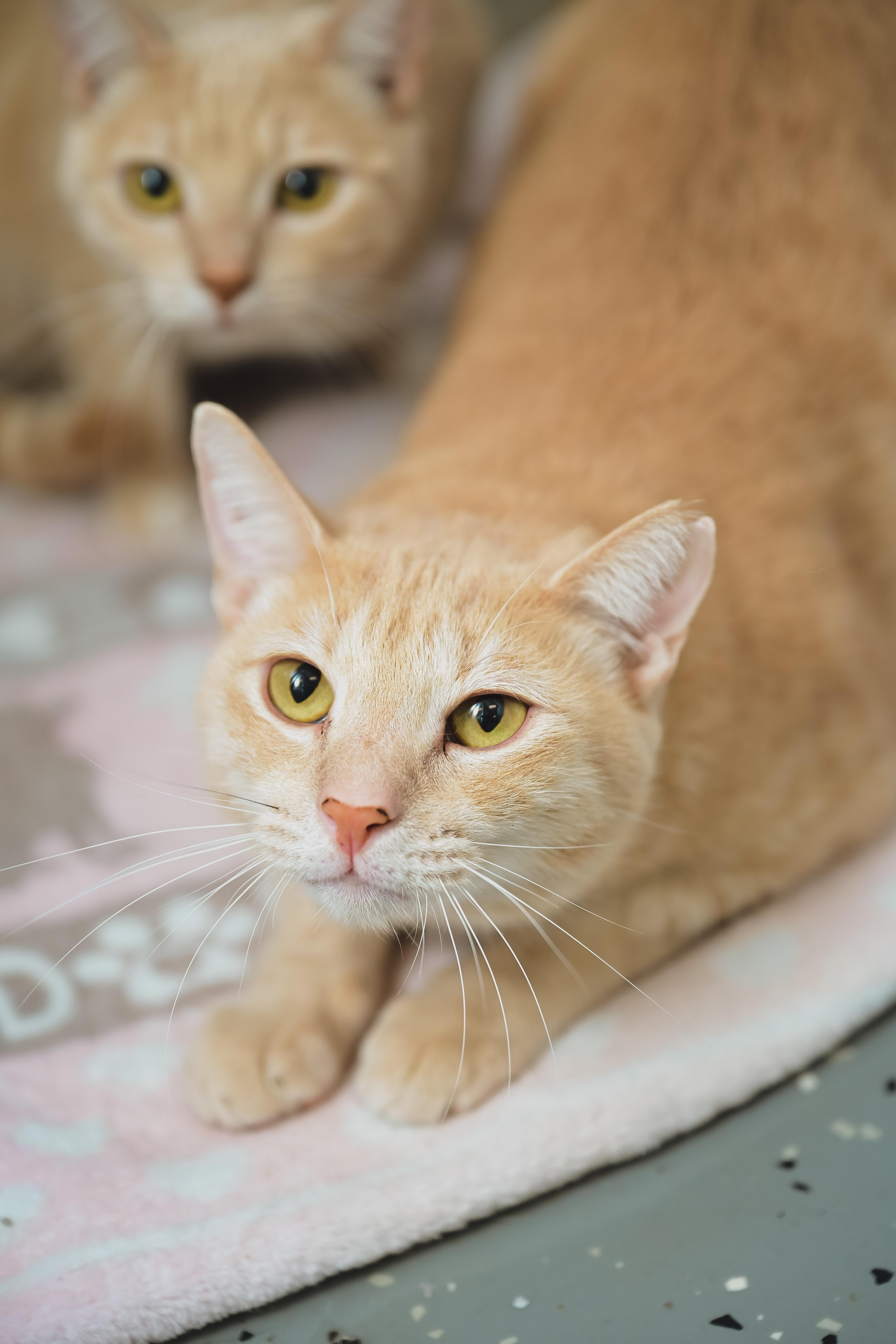 Enlarge Cream Puff, a Adoptable Domestic Short Hair in Honolulu, HI image 4/6