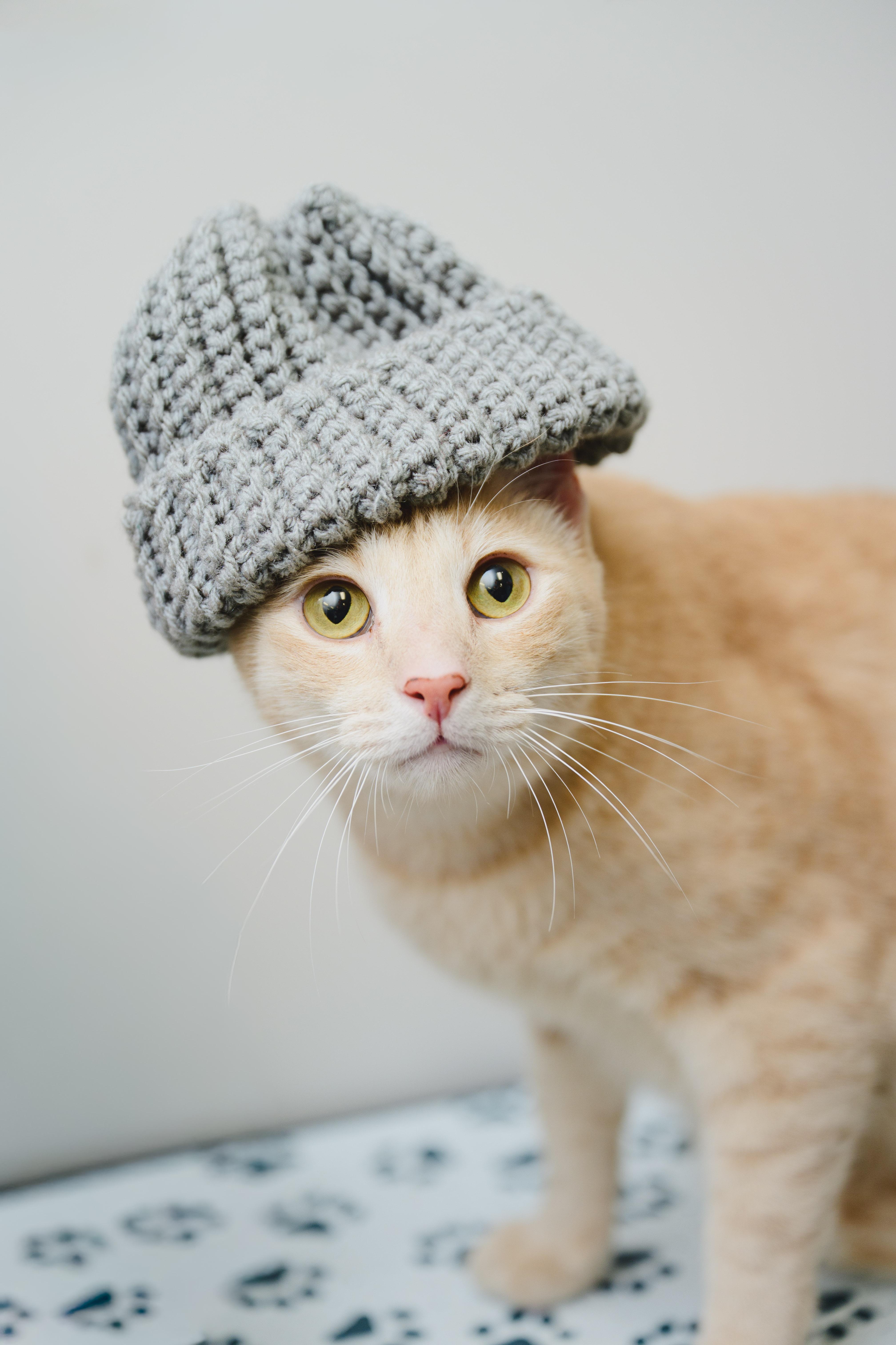 Enlarge Cream Puff, a Adoptable Domestic Short Hair in Honolulu, HI image 5/6