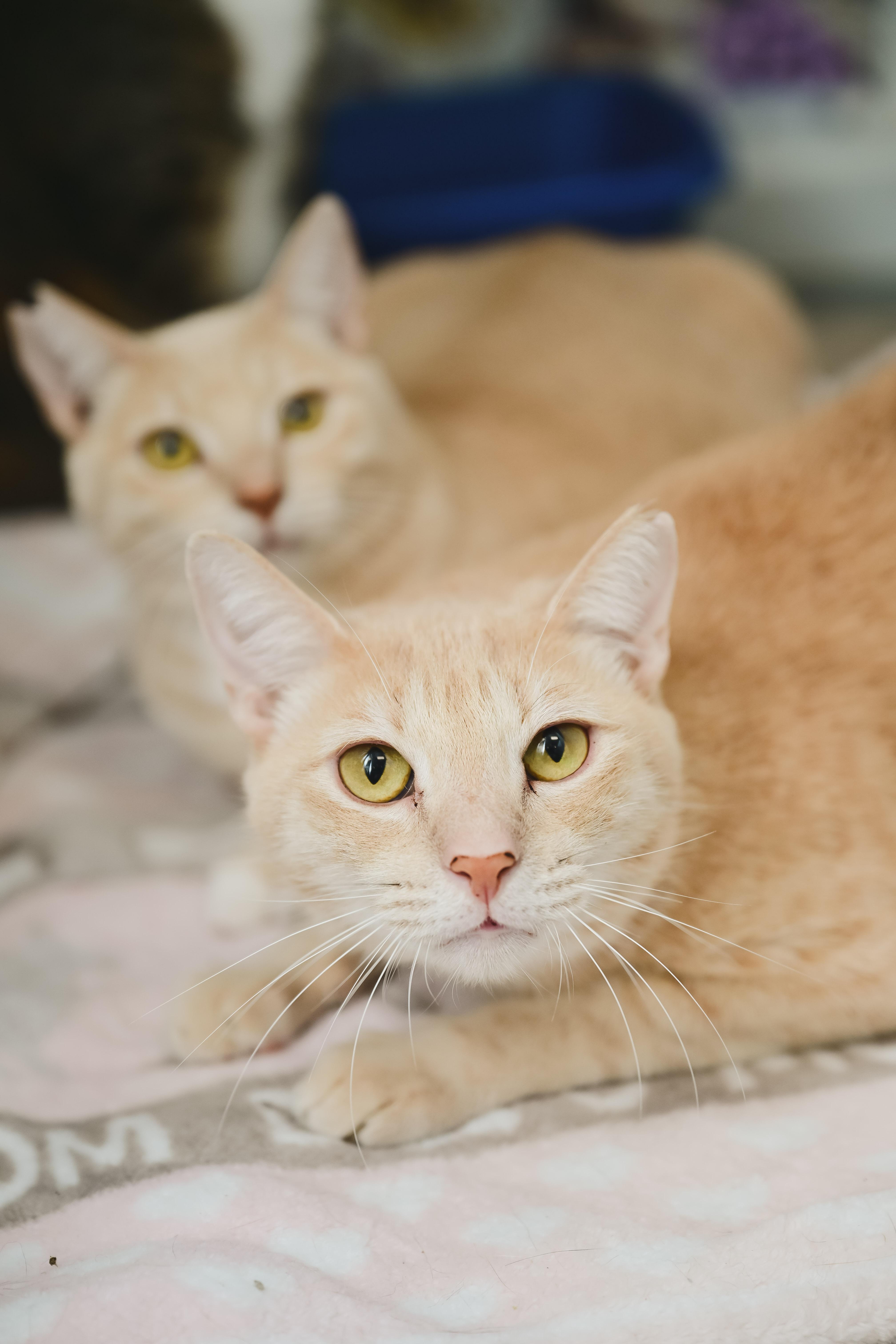 Enlarge Cream Puff, a Adoptable Domestic Short Hair in Honolulu, HI image 6/6