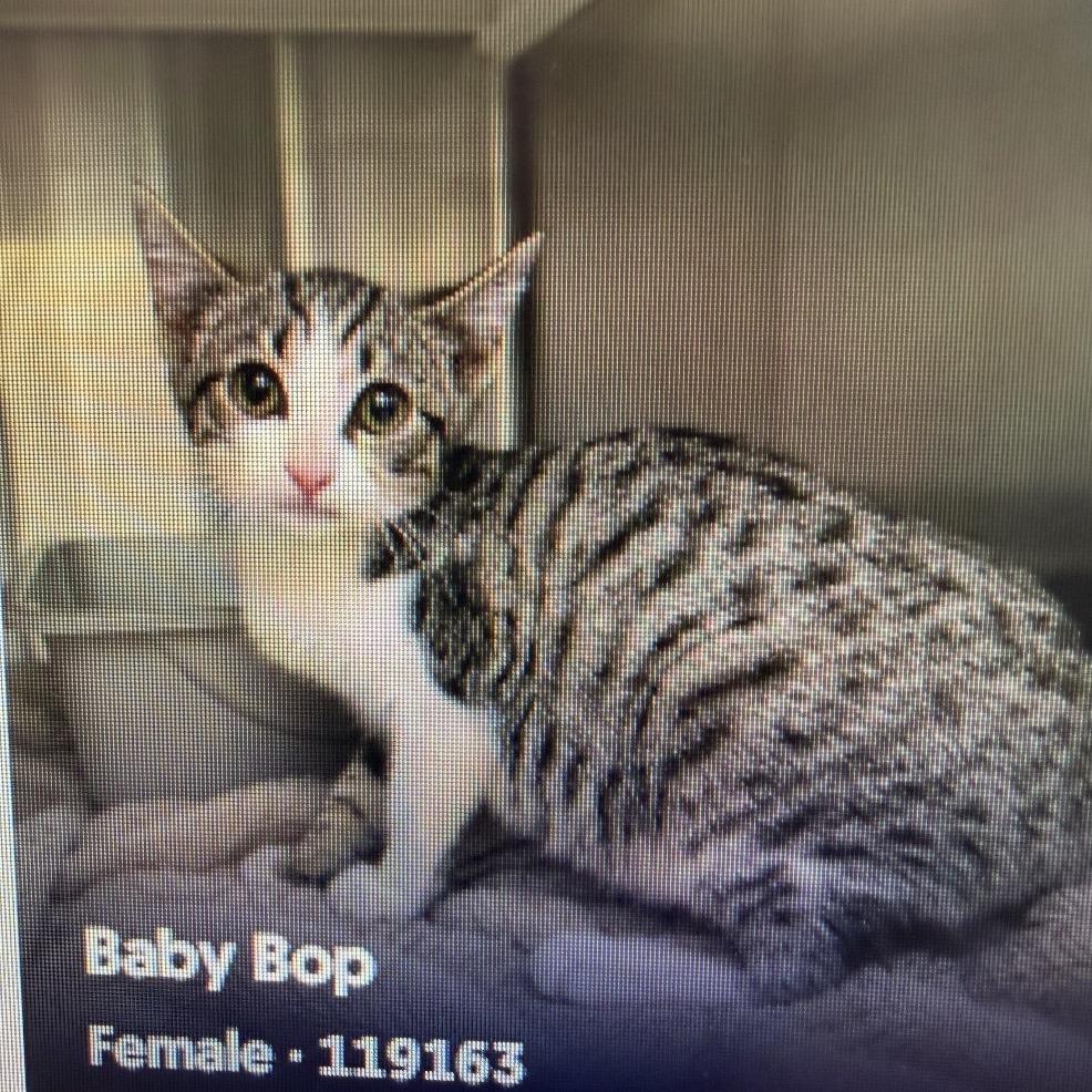Baby Bop, Adoptable, Young Female Domestic Short Hair.