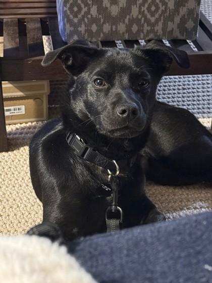 Enlarge Gelt 51492, a ADOPTABLE Mixed Breed in Oklahoma City, OK image 2/2