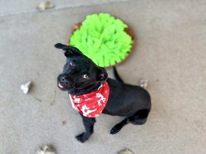 Gelt 51492, ADOPTABLE, Young Male Mixed Breed.