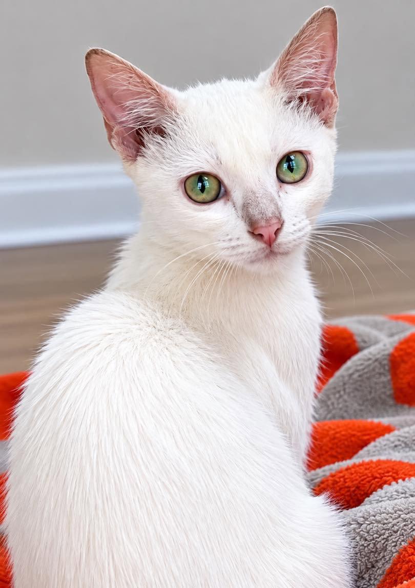 Enlarge Pickles, a Adoptable Domestic Medium Hair in Grand Bay, AL image 1/2