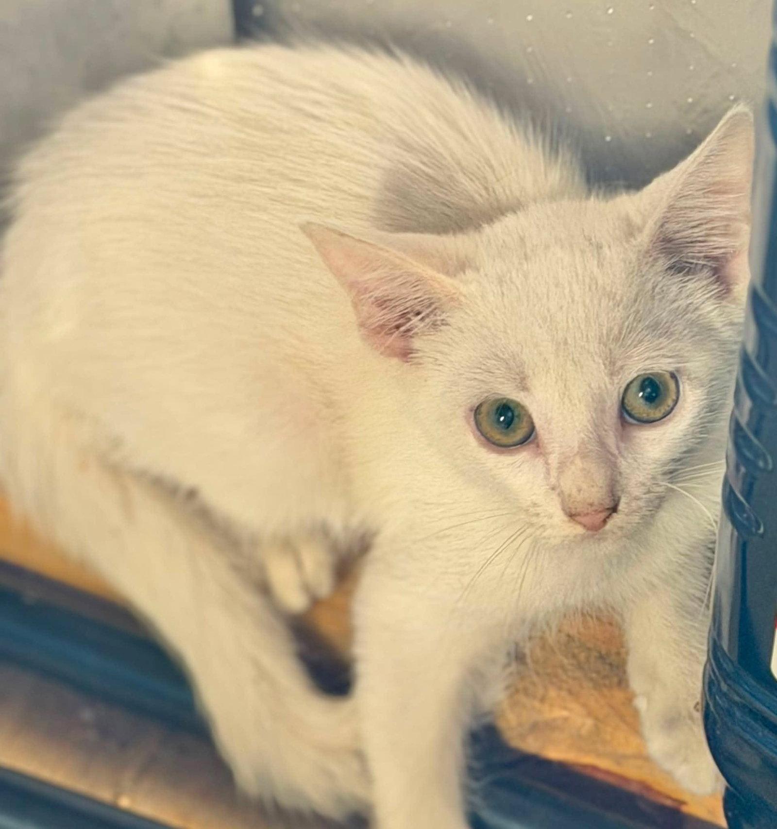 Enlarge Pickles, a Adoptable Domestic Medium Hair in Grand Bay, AL image 2/2