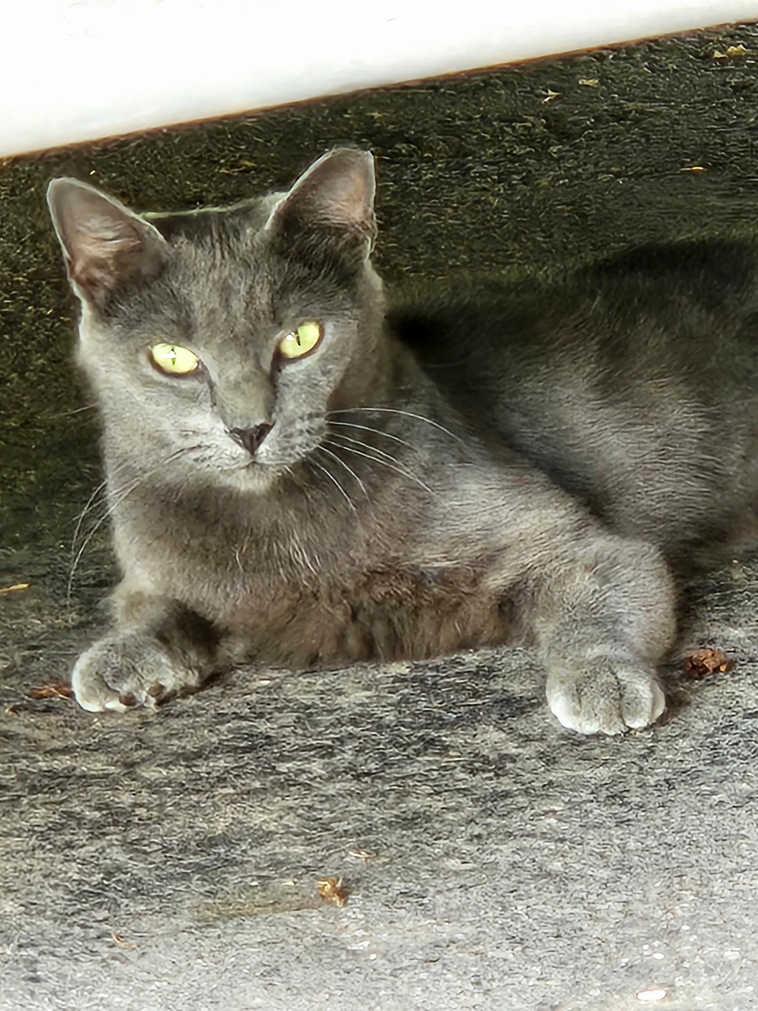 Hazel, adopted, Young Female Domestic Short Hair.