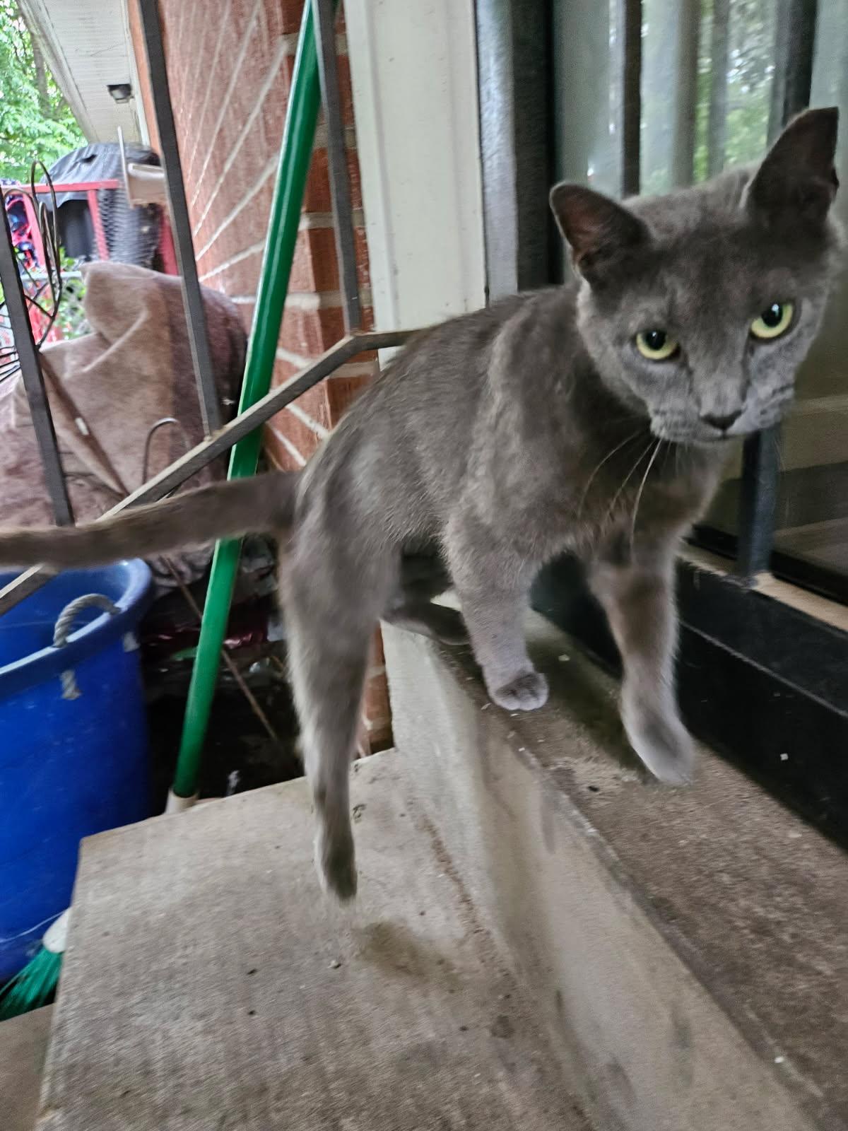 Enlarge Hazel, an adopted Domestic Short Hair in Dyersburg, TN image 2/2