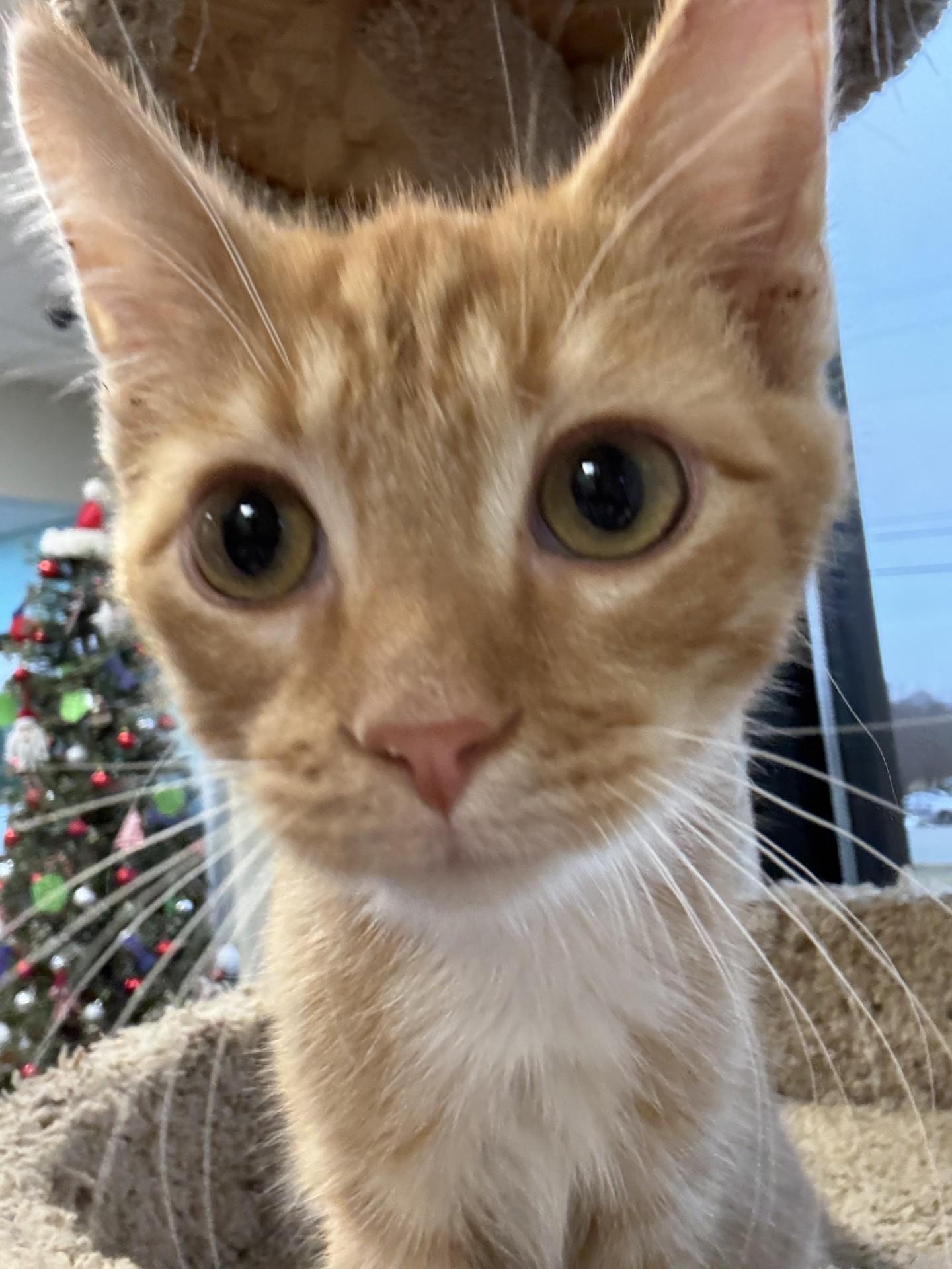 Enlarge GA Bulldogs, a ADOPTABLE Domestic Short Hair in Mount Juliet, TN image 1/4