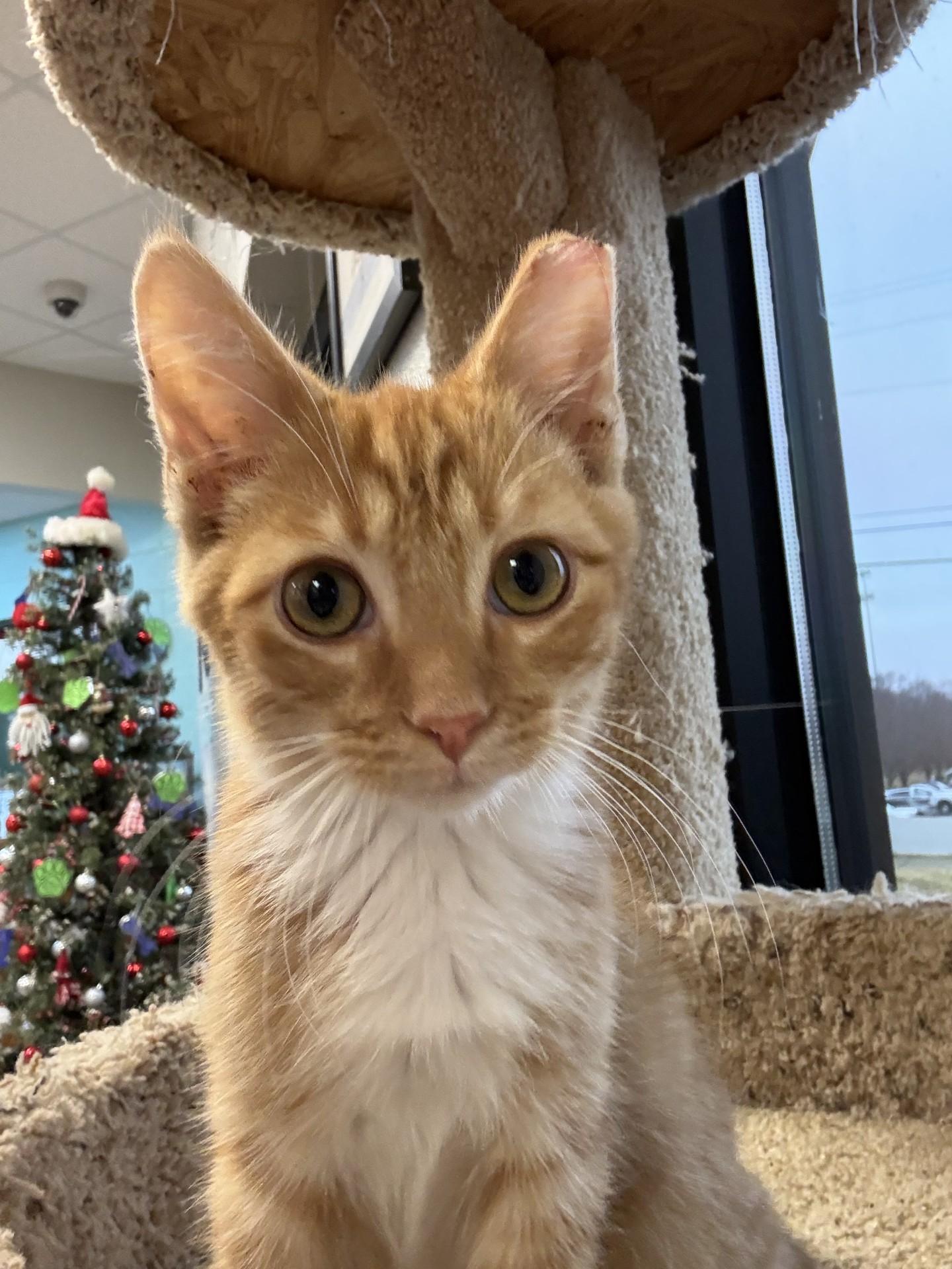 Enlarge GA Bulldogs, a ADOPTABLE Domestic Short Hair in Mount Juliet, TN image 2/4