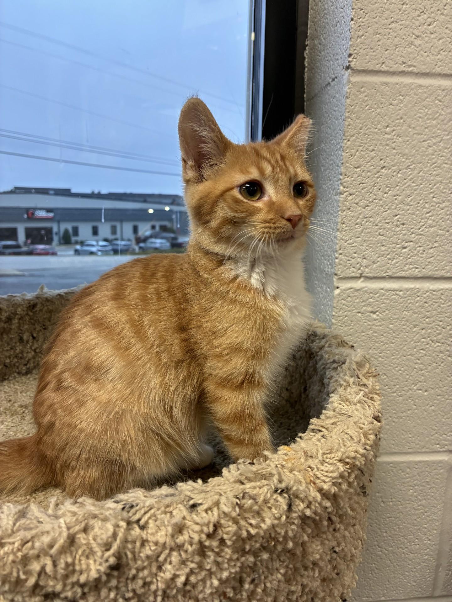 Enlarge GA Bulldogs, a ADOPTABLE Domestic Short Hair in Mount Juliet, TN image 4/4