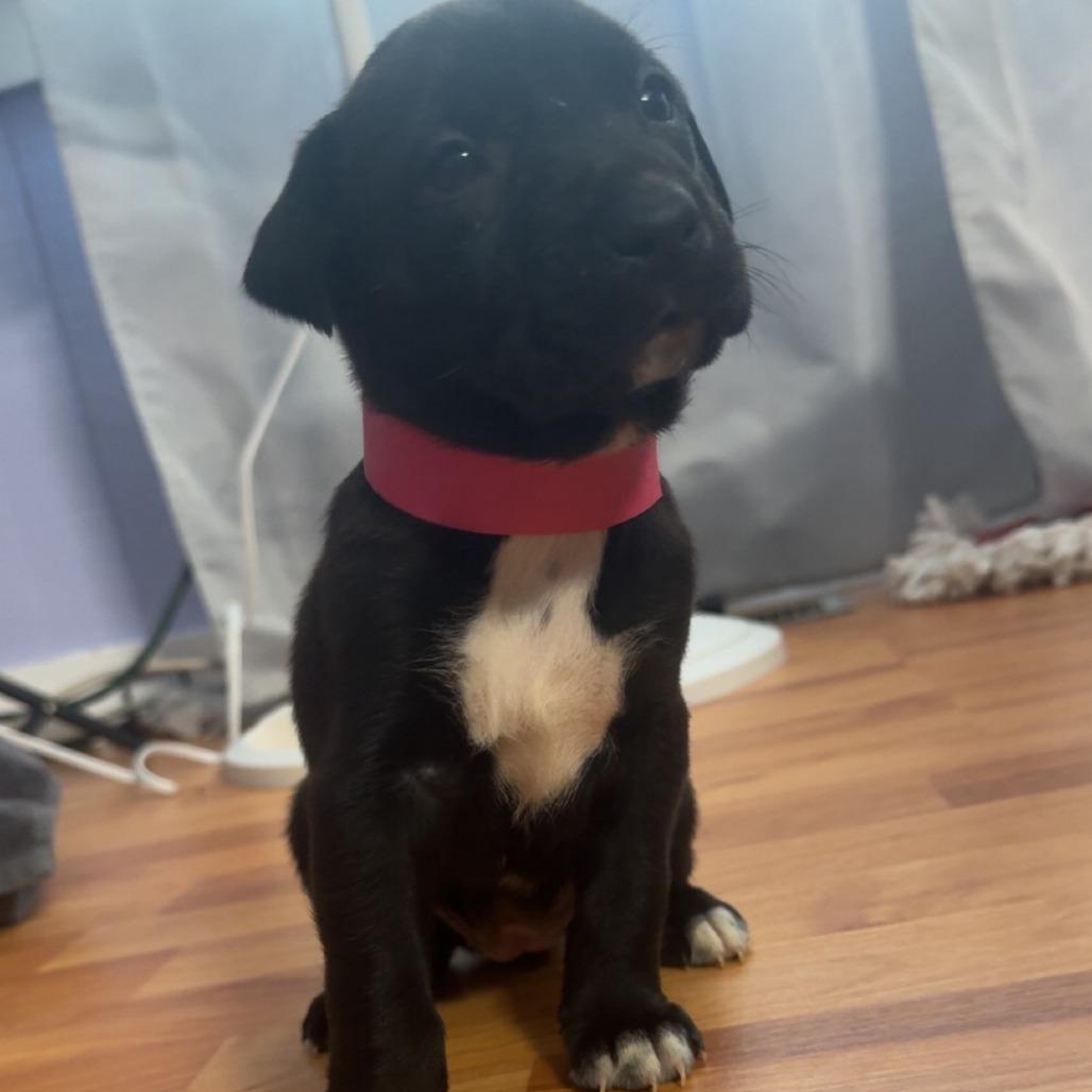 Alice, Adoptable, Puppy Female Black Labrador Retriever.