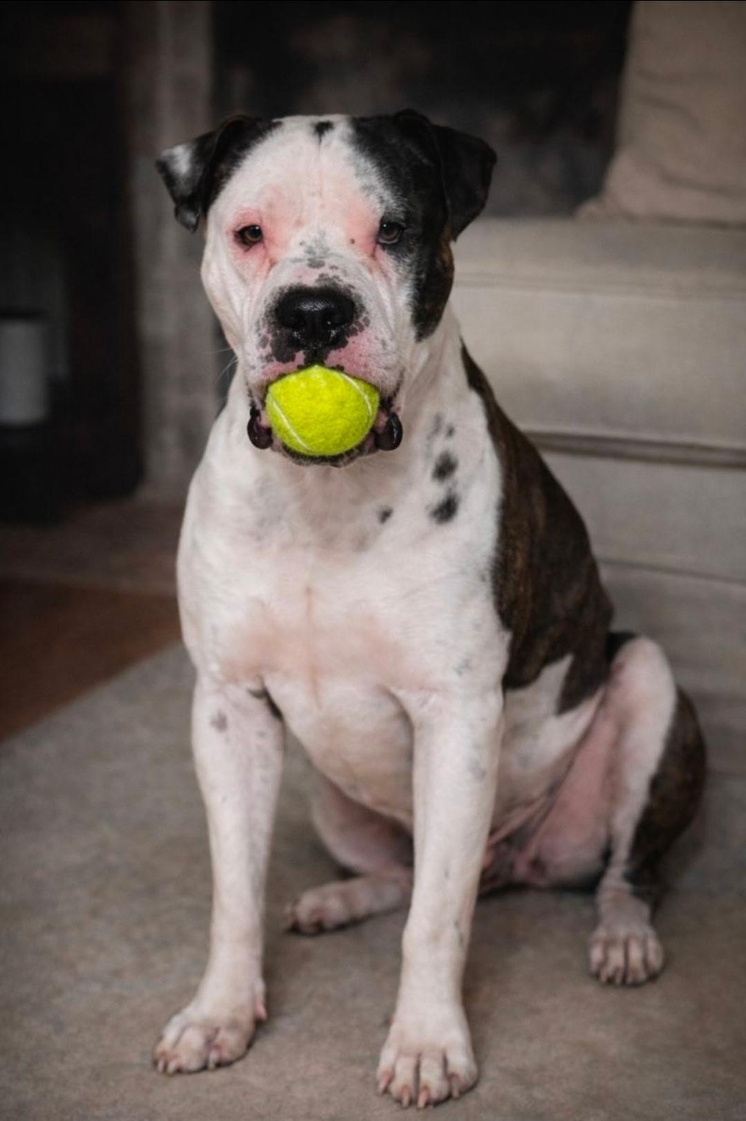 Enlarge Capone, an adoption pending American Bulldog in Brentwood, TN image 1/2