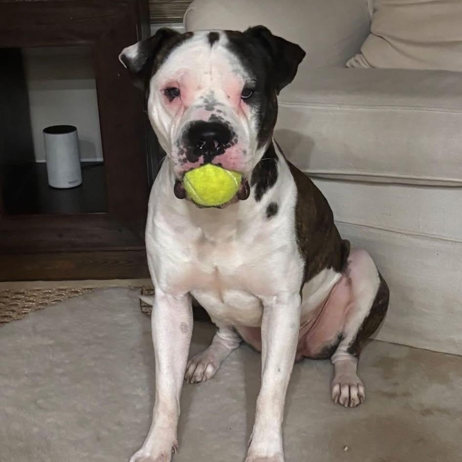 Capone, ADOPTABLE, Young Male American Bulldog.