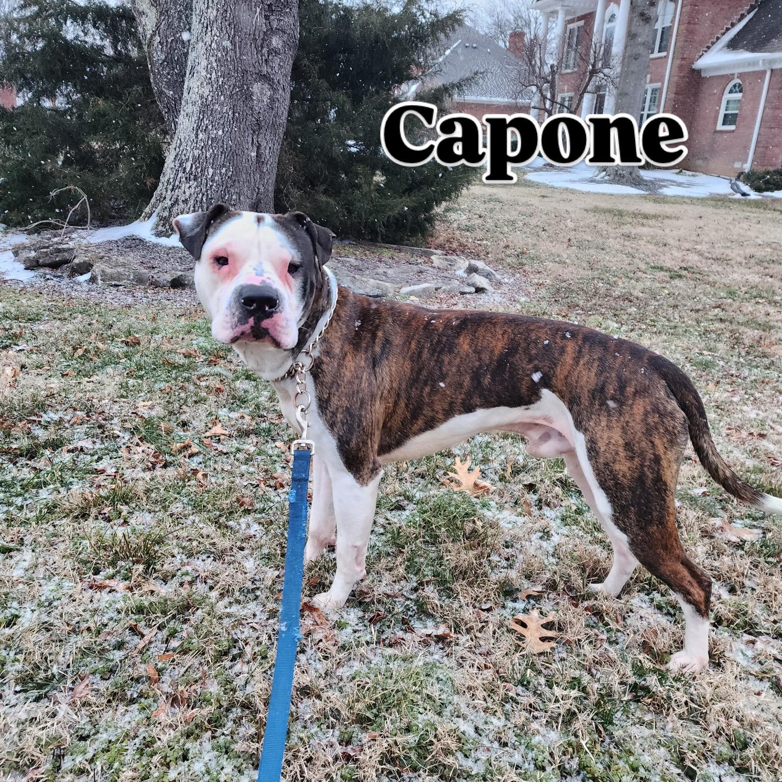Enlarge Capone, a ADOPTABLE American Bulldog in Brentwood, TN image 2/3
